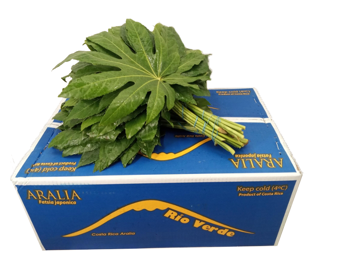 Aralia Super 20cm