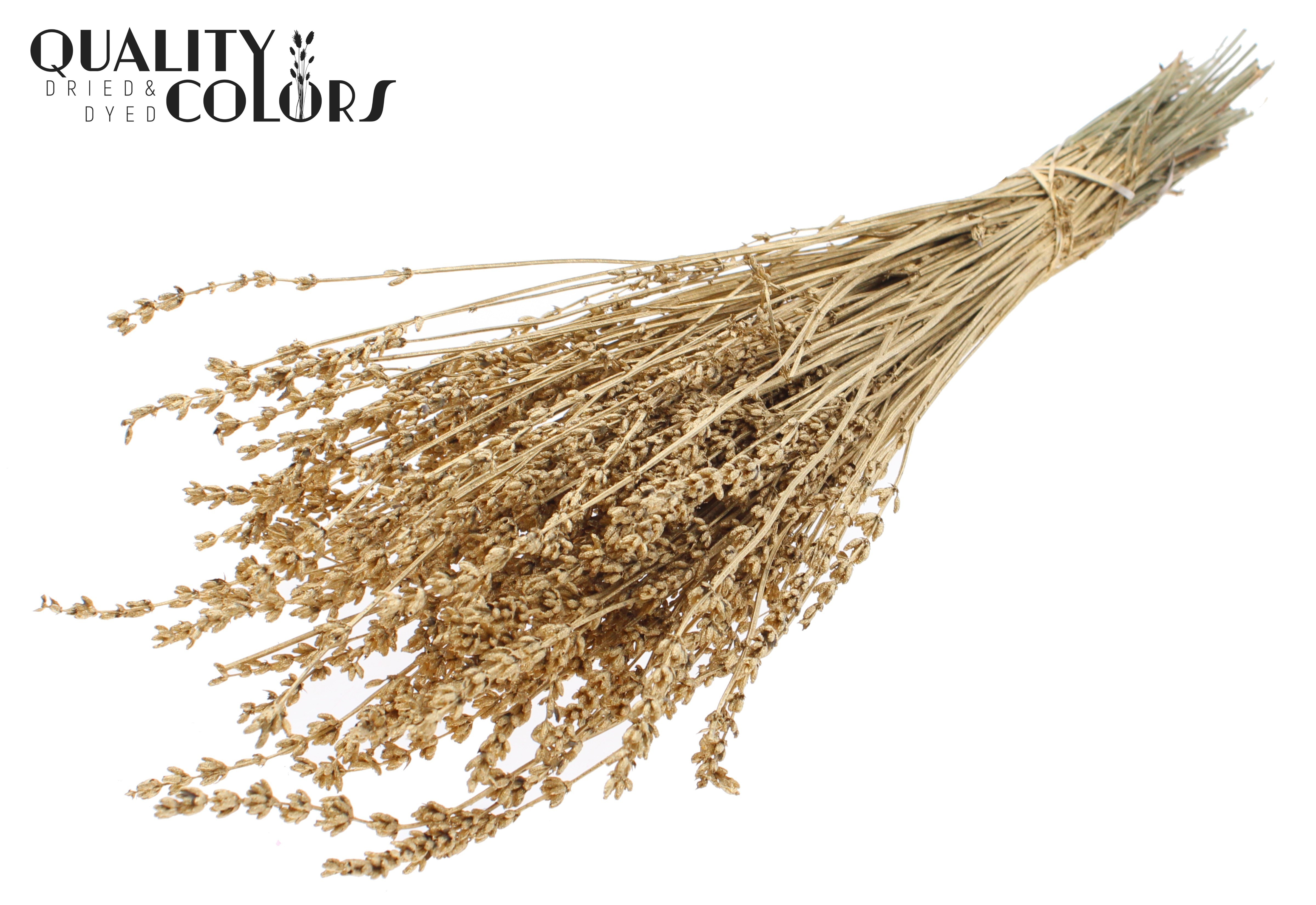 Lavandula Antique Gold Per Bunch 50cm