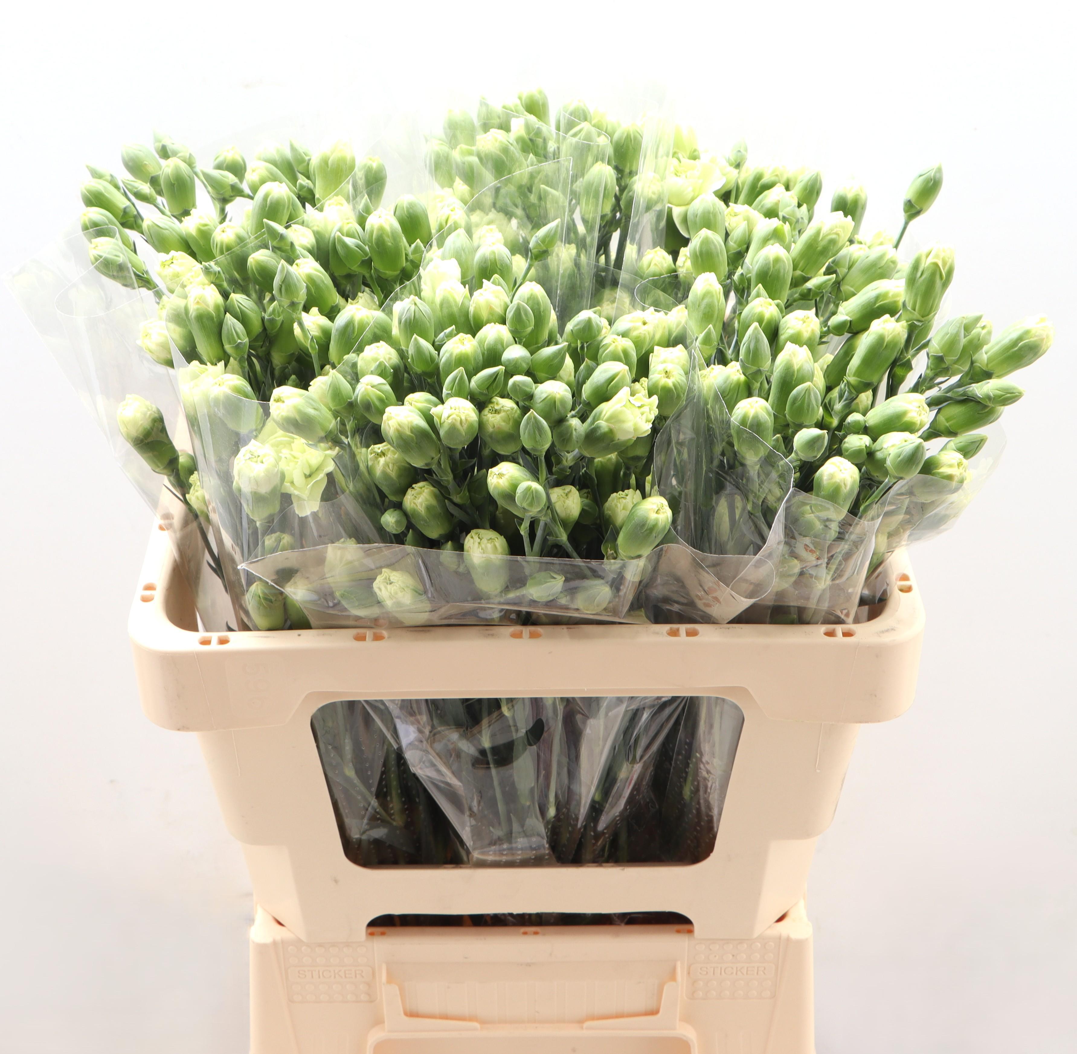 Dianthus Spray Parsley+ 55cm