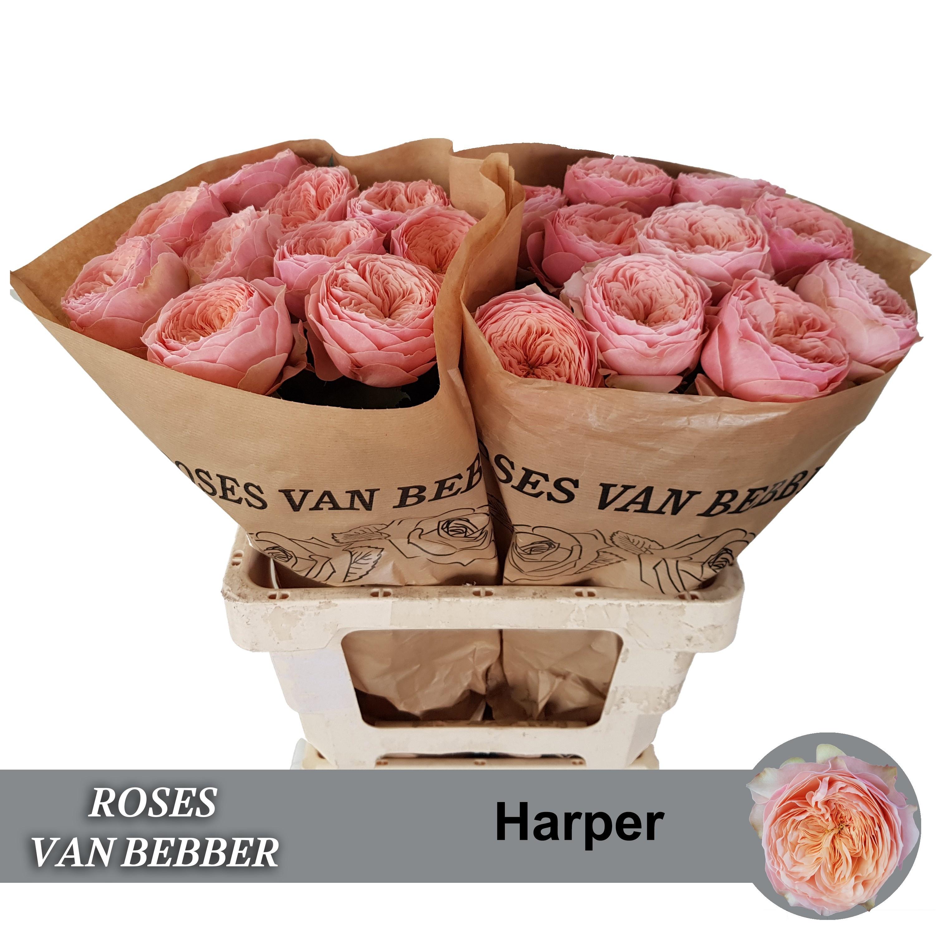 Rosa Garden Darcey 60cm