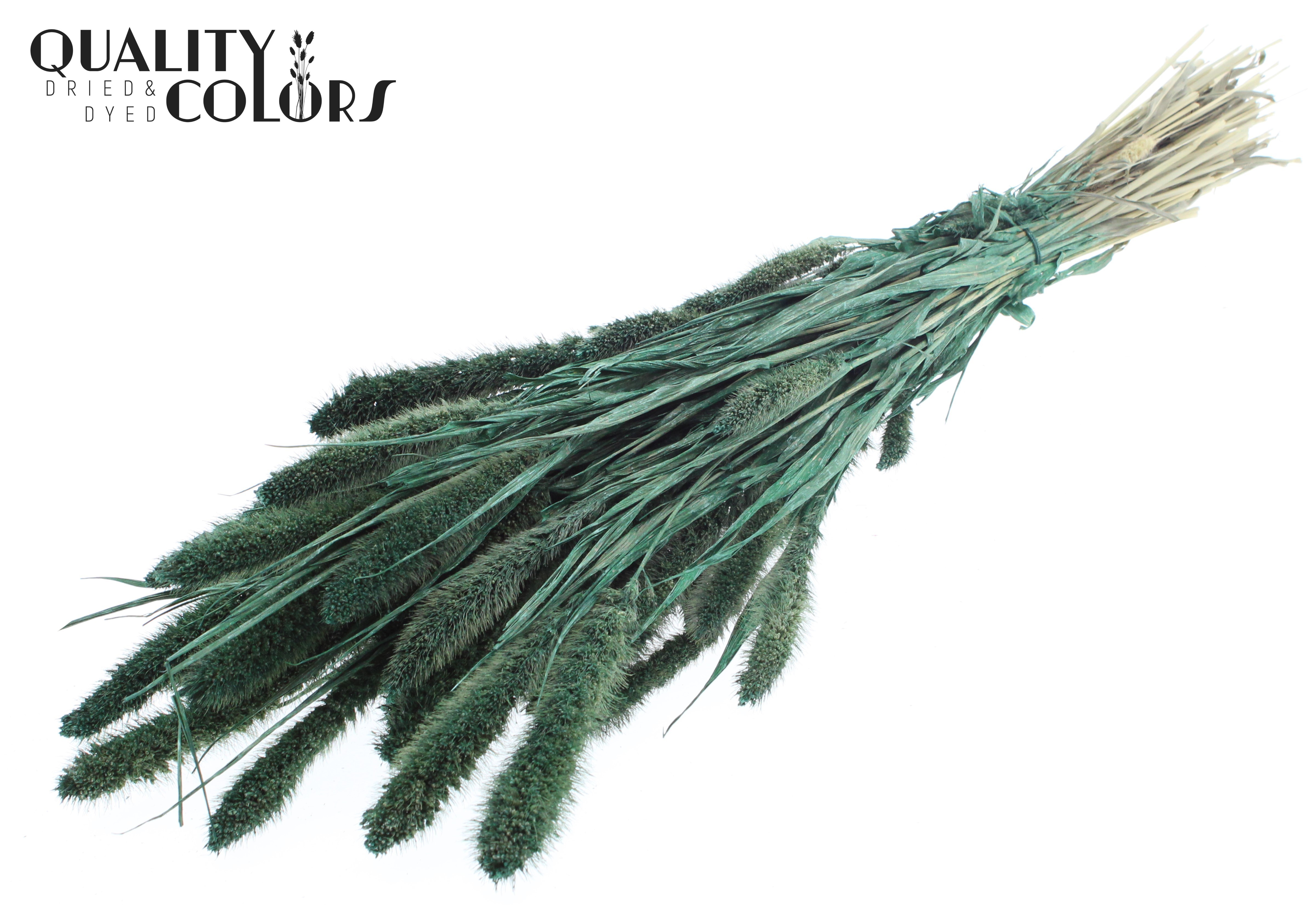 Setaria Pearl Green Per Bunch 70cm