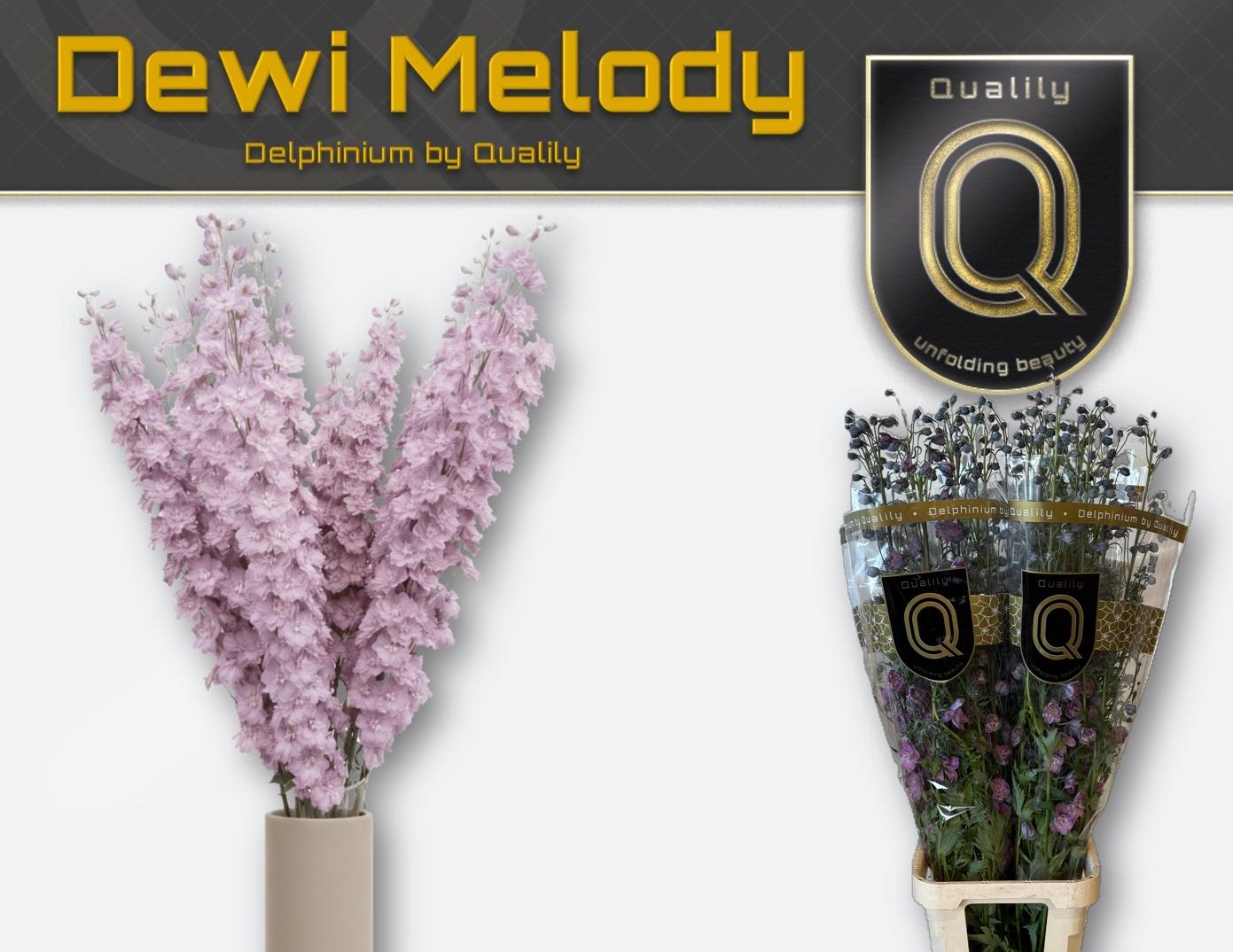 Delph Du Dewi Melody