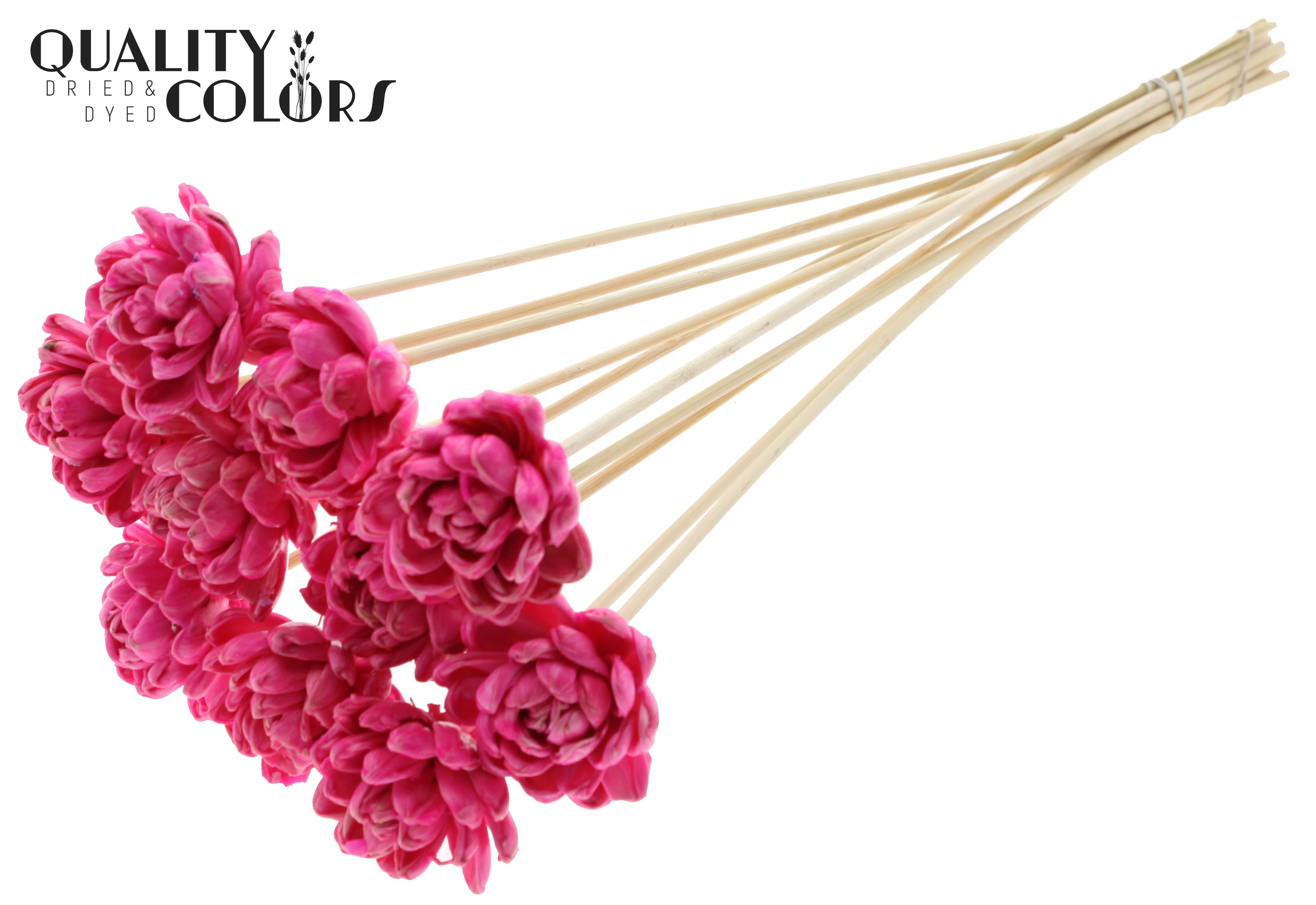 Shola New Beauty Rose Wax Cerise 50cm