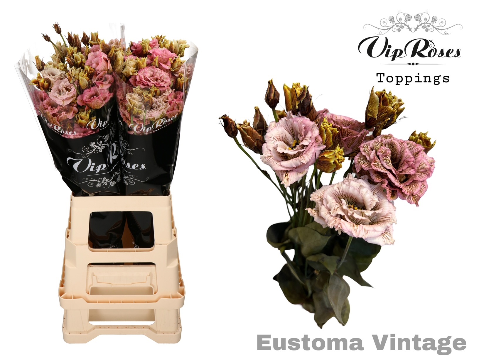 Eust G Alissa Vintage 75 cm