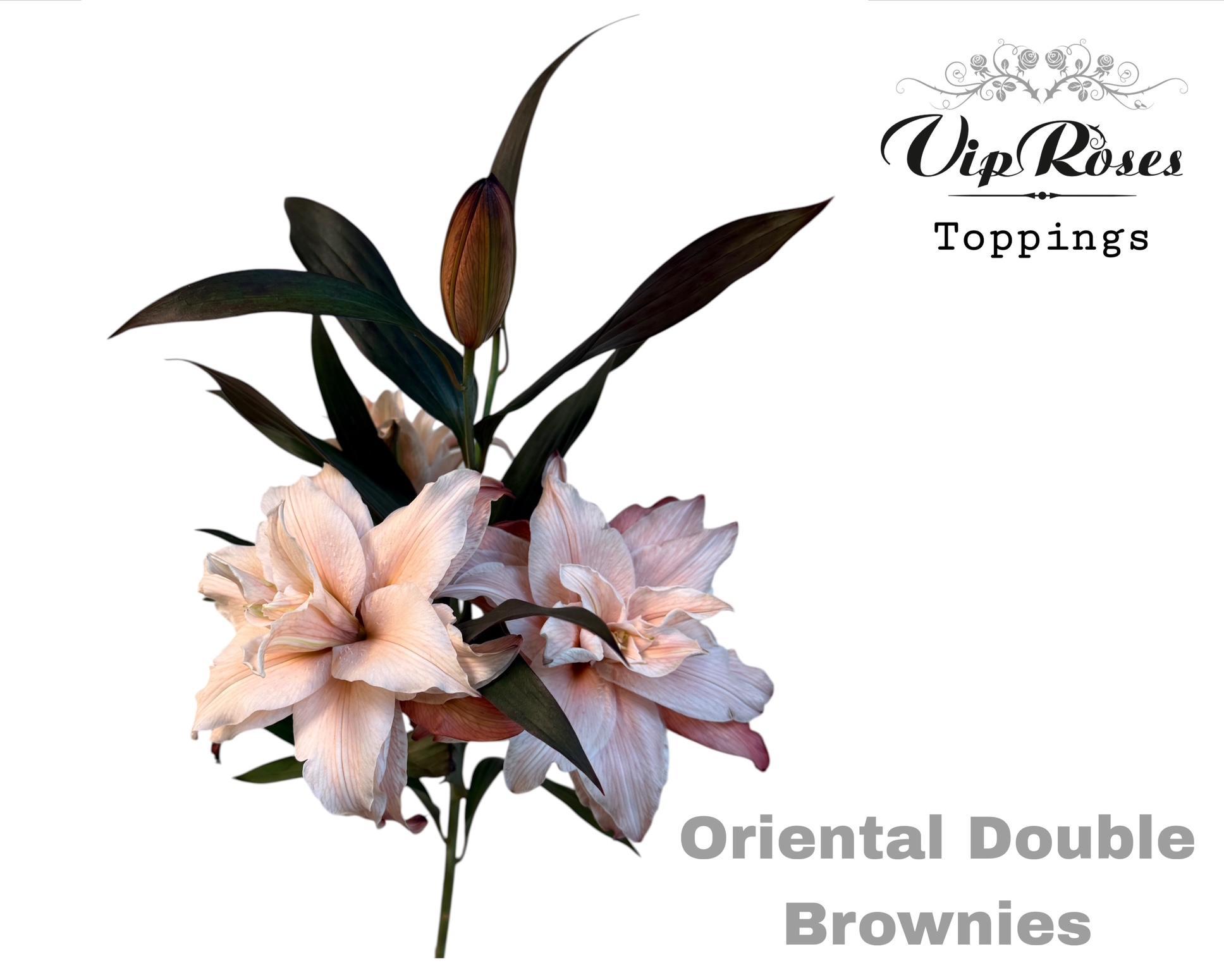 Li Or Du Klb H% 95cm 5bl