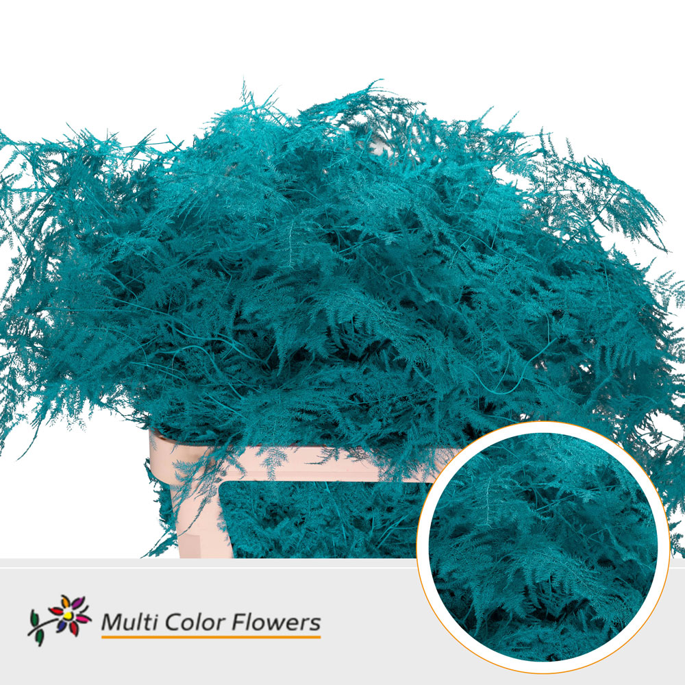Asparagus Setaceus Painted Turquoise 85cm