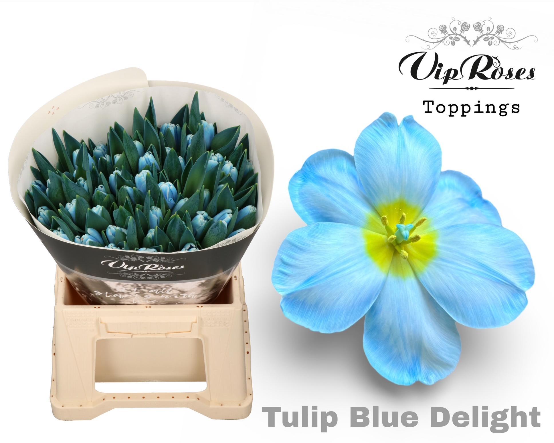 Tulipa Vip Blue Delight 40cm 38gram