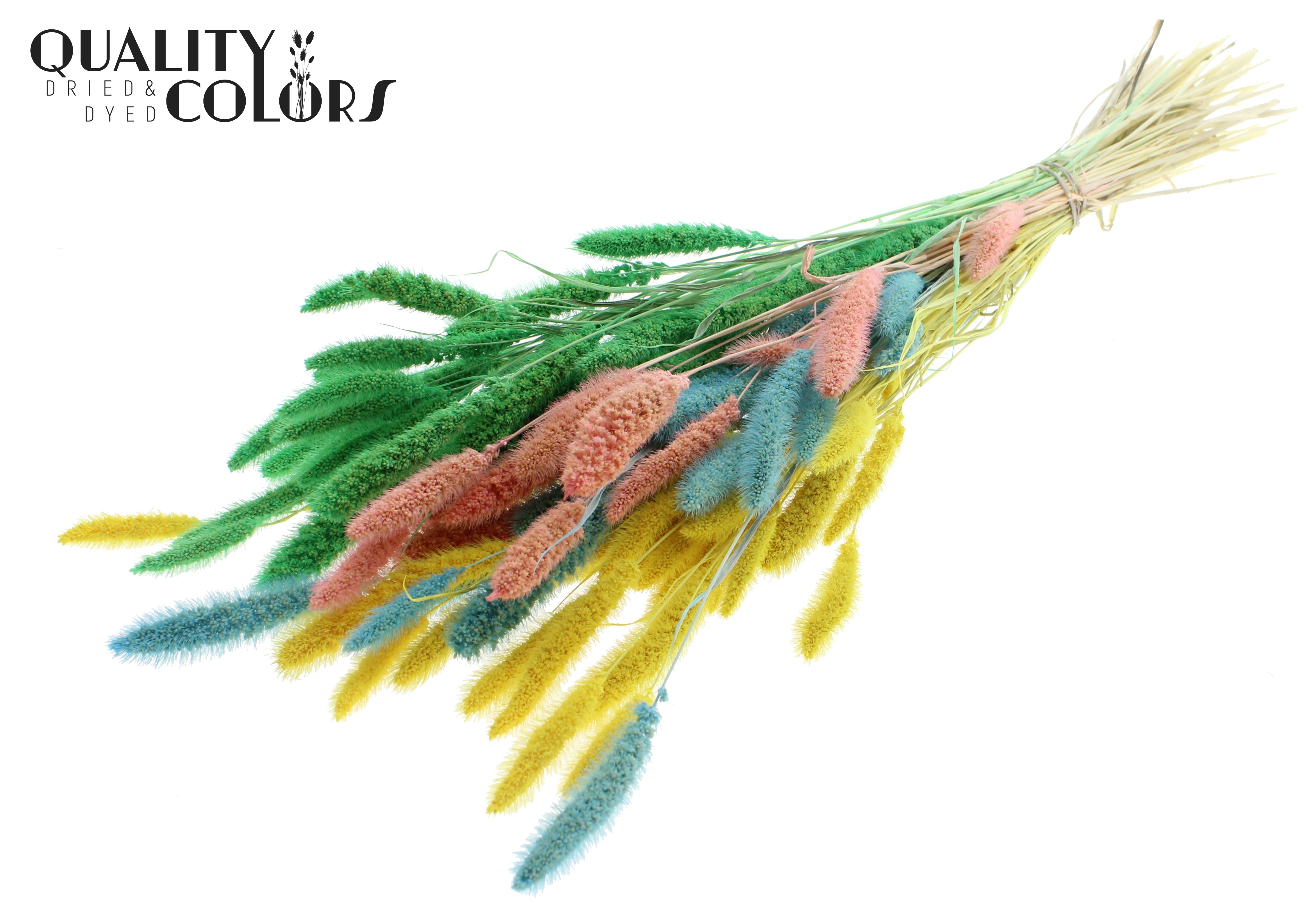 Setaria Pastel Fluor Per Bunch 70cm