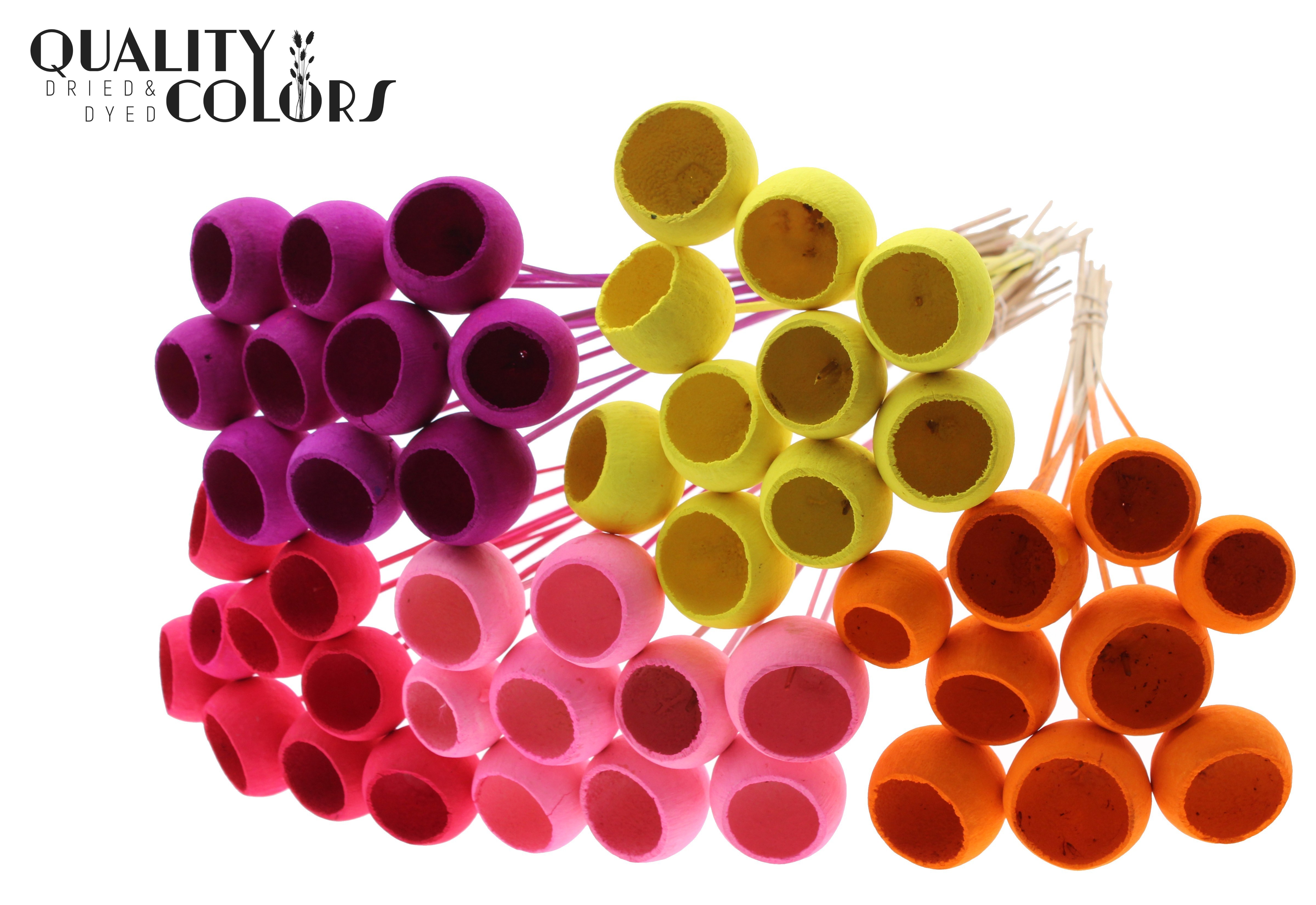 Bell Cup Mix 50cm