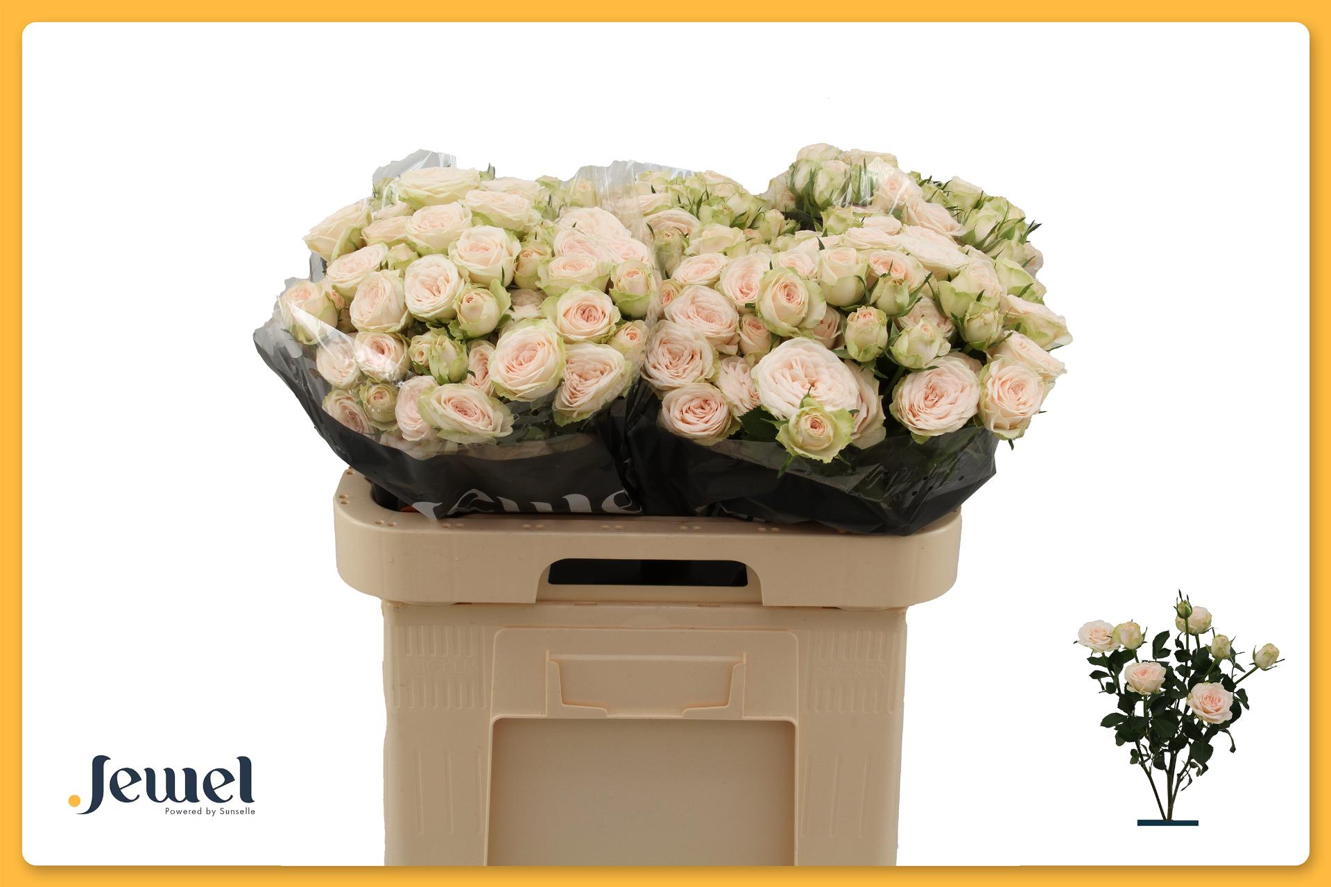Rosa Spr Sushi 60cm