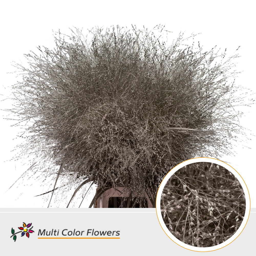 Panicum Painted Fountain Platinum 90cm