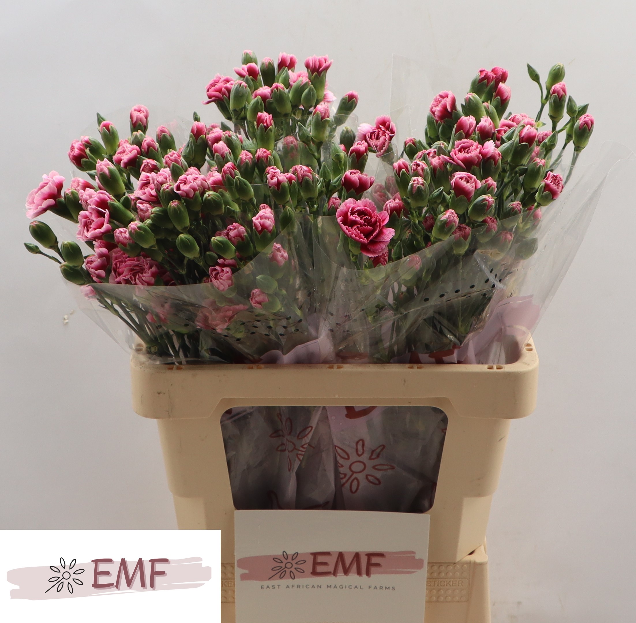 Dianthus Spray Aura+ 60cm