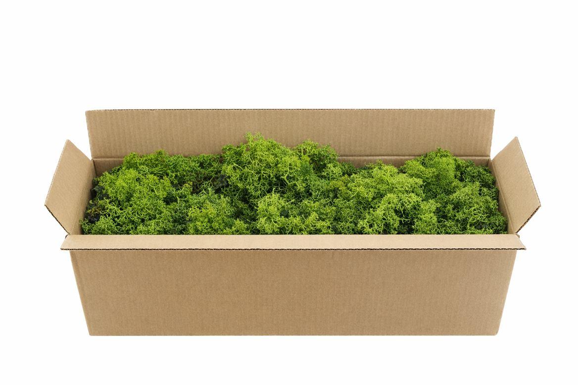 Mos Reindeer Moss Green 450gr