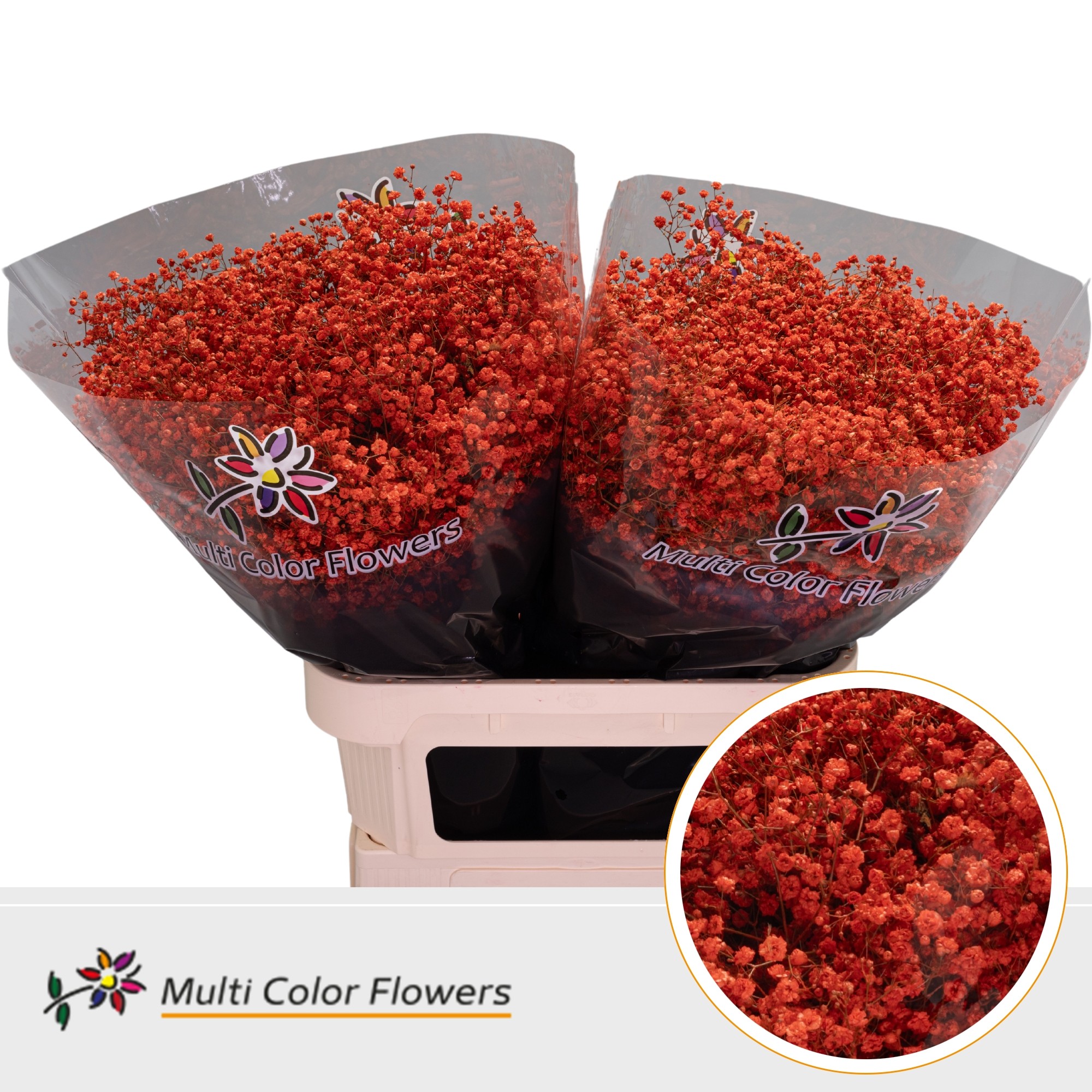 Gypsophila Painted Xlence Orange 80cm