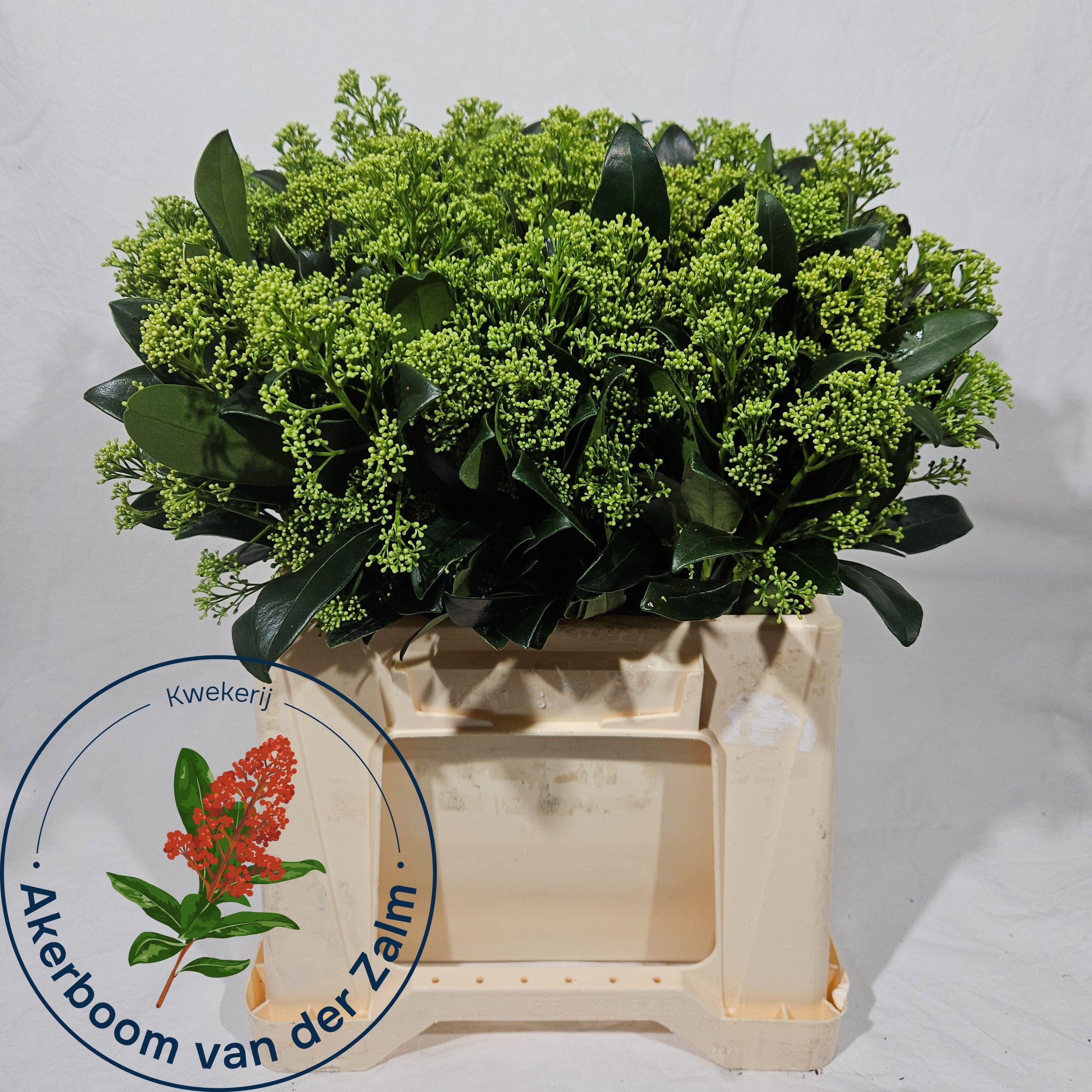Skimmia Frank White 40cm