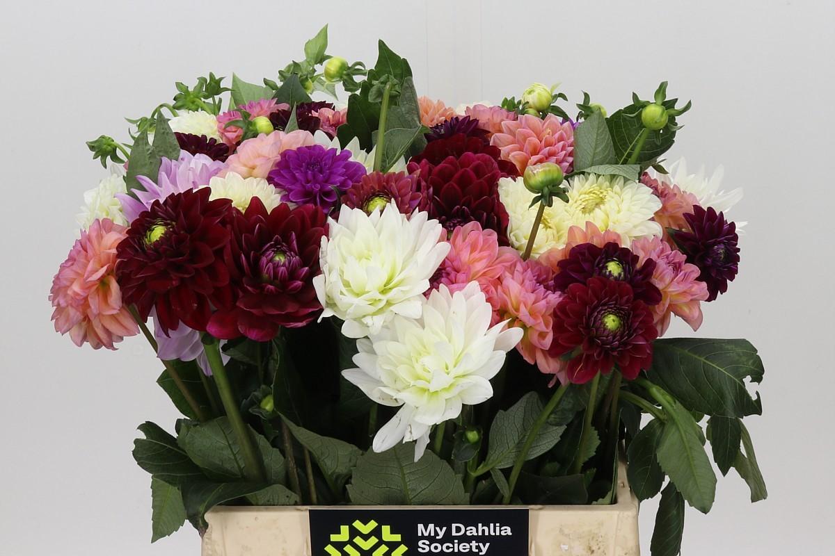 Dahlia Gemengd In Bos
