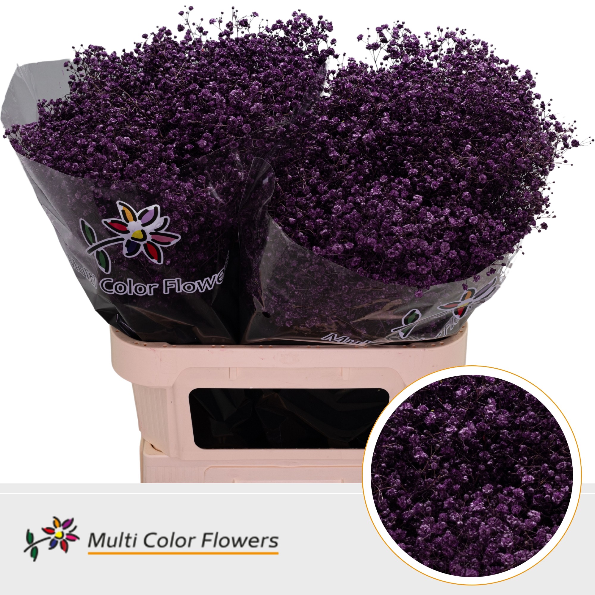 Gypsophila Painted Xlence Dark Lilac 80cm