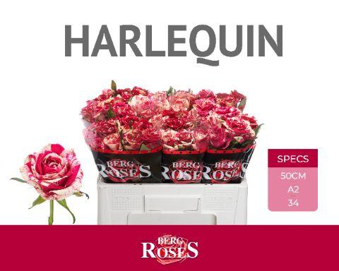 Rosa Harlequin 50cm