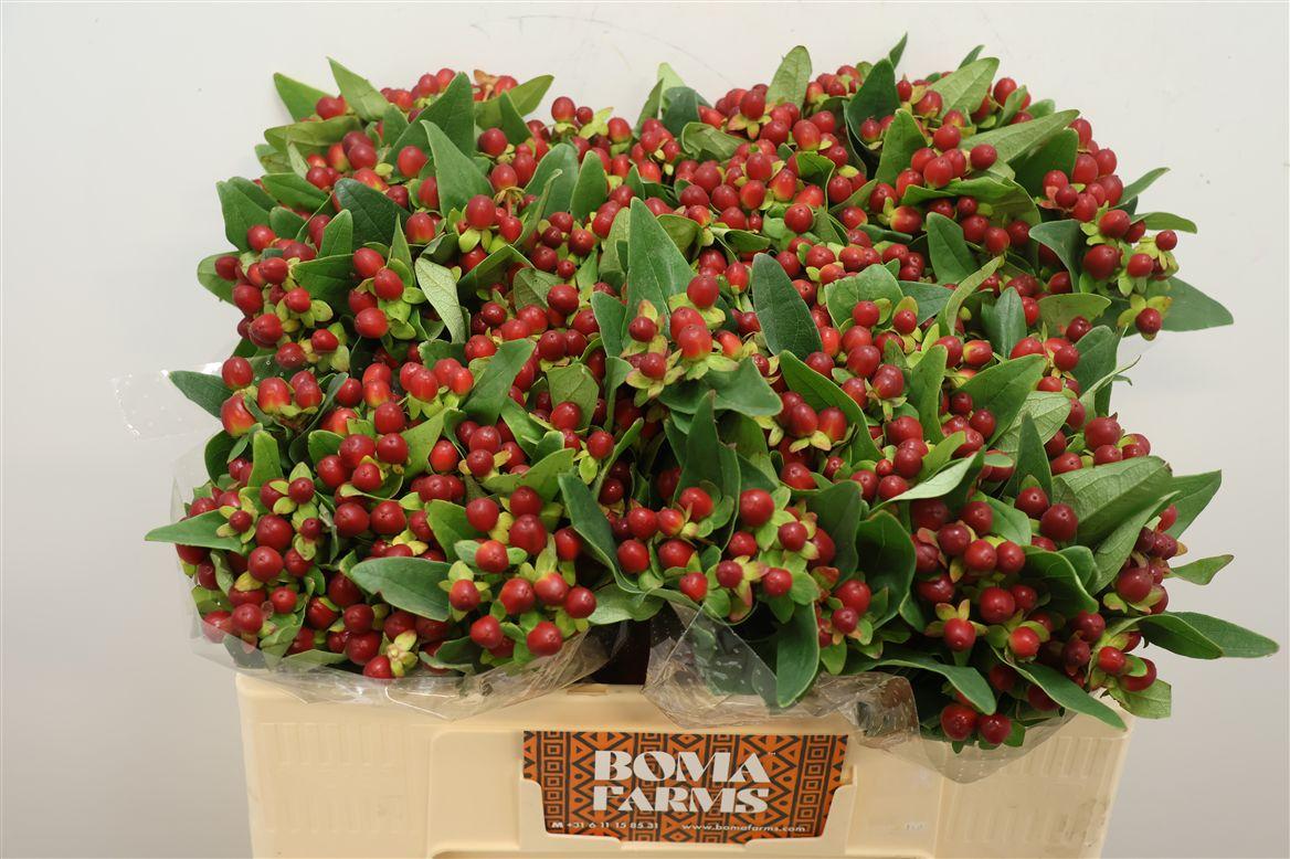 Hyp Mag Seasons