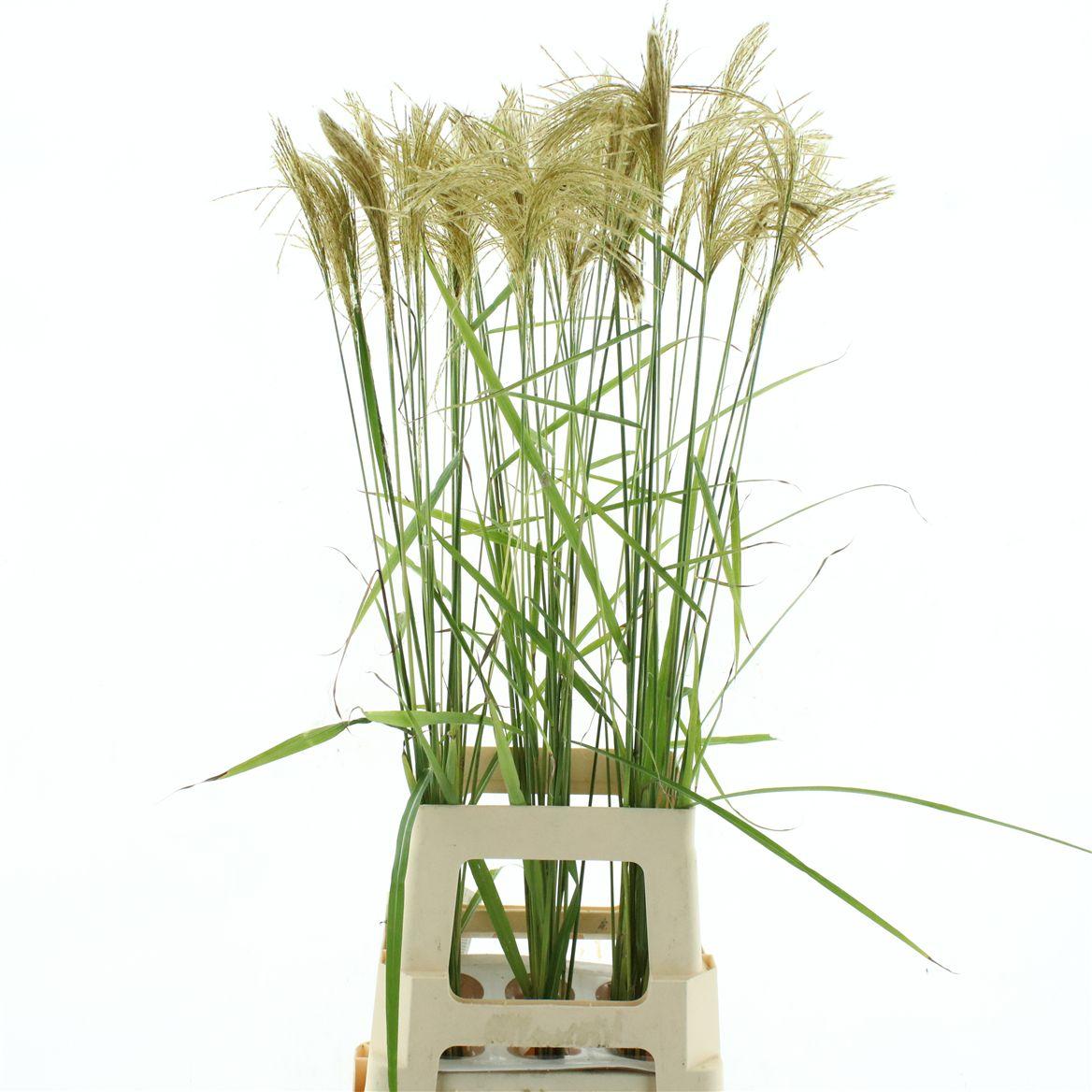 Miscanthus Nepalensis
