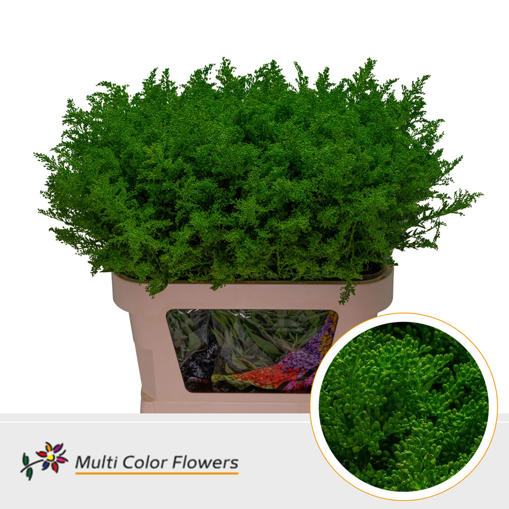 Solidago Groen Donker