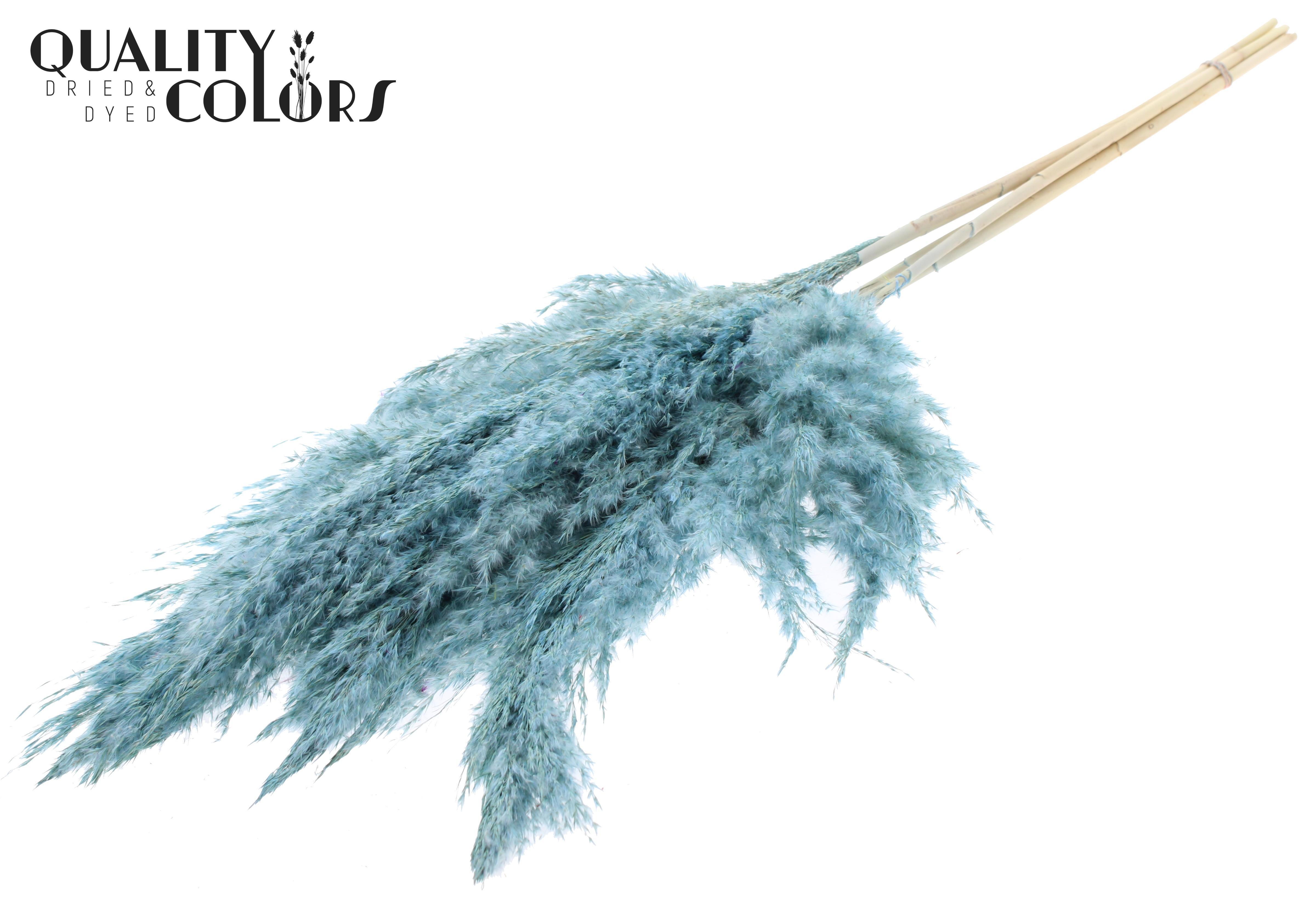 Pampas Grass Frosted Light Blue Per Bunch 100cm