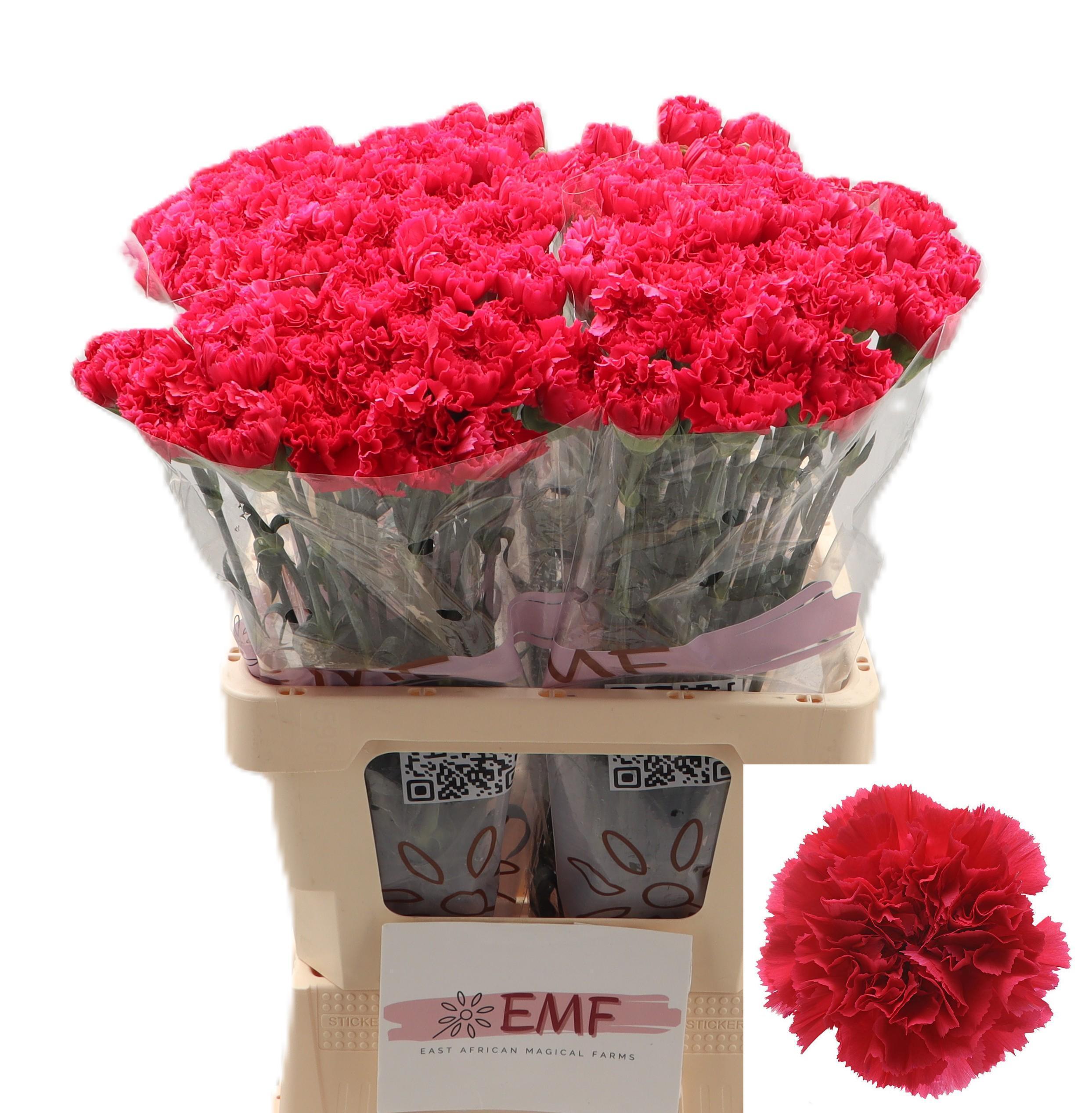 Dianthus Single Bizet 65cm