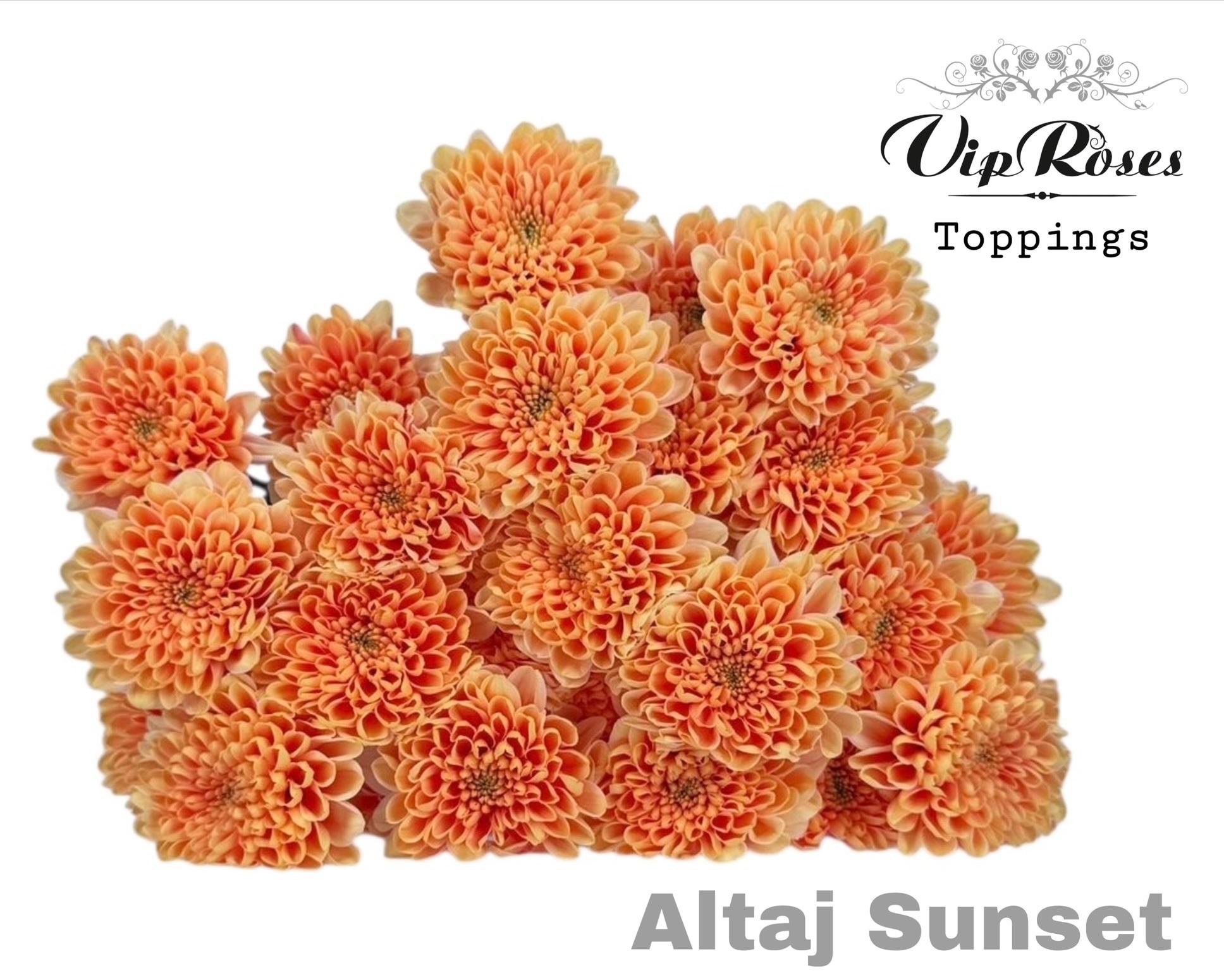 Chr T Altaj Sunset 65 cm