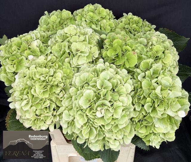 Hydrangea Verena Classic 65cm 19-21cm Hd