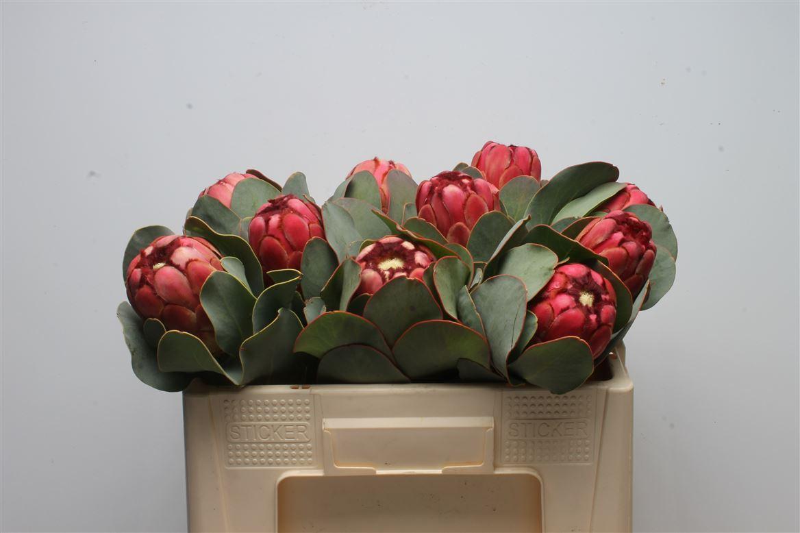 Protea Grandiceps