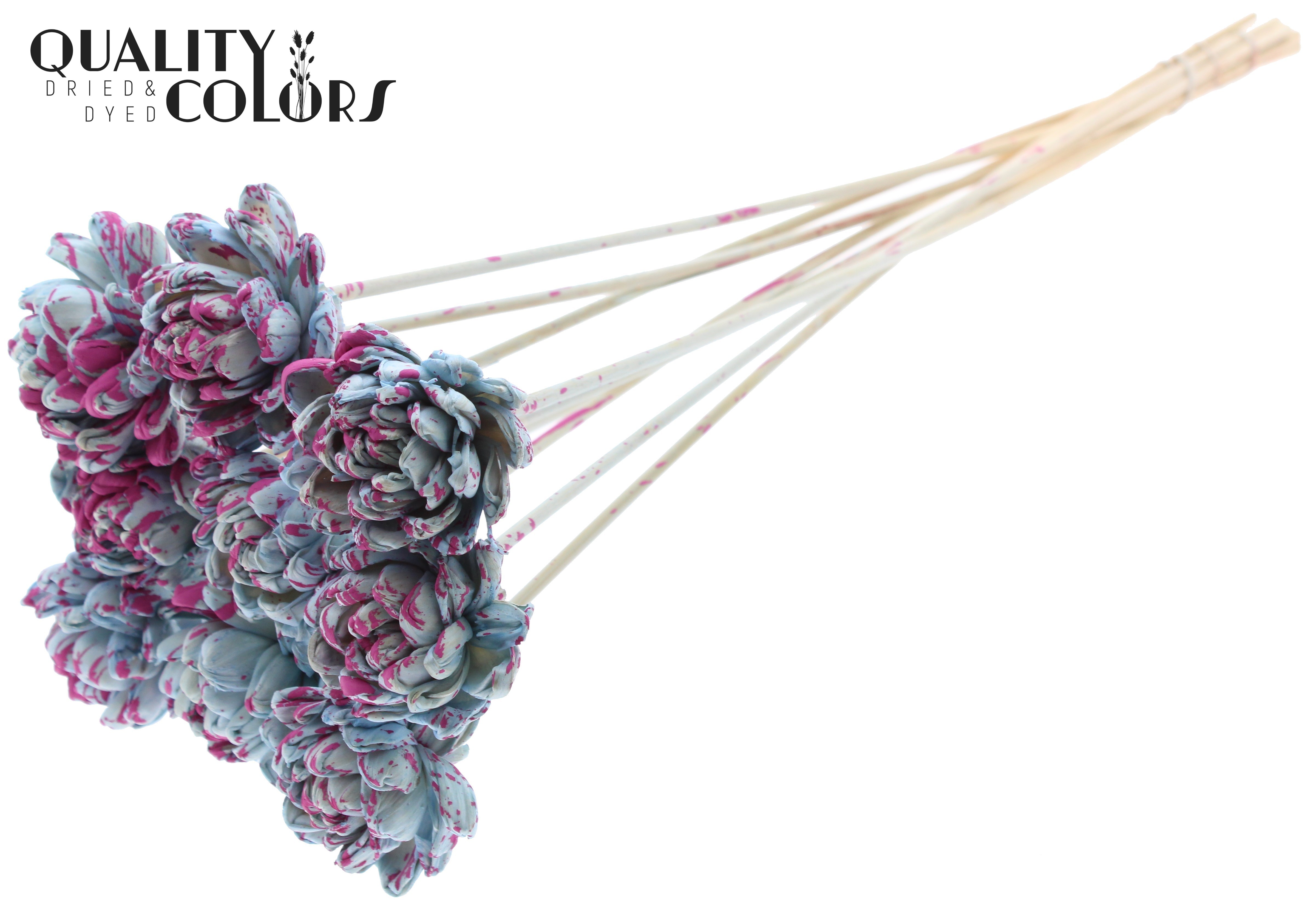 Shola New Beauty Rose Splashed Light Blue Cerise 50cm