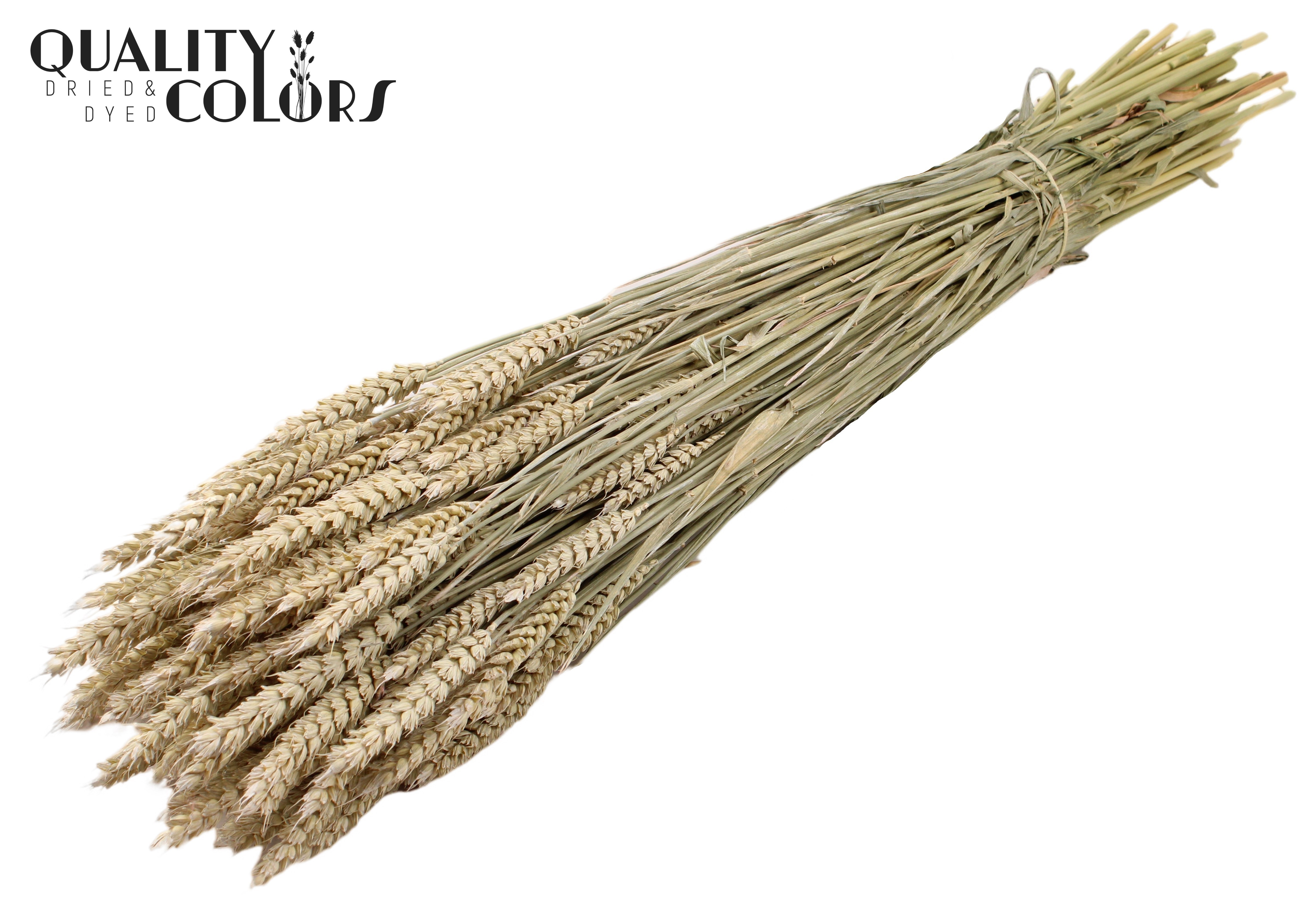 Triticum Frosted White Per Bunch 60cm