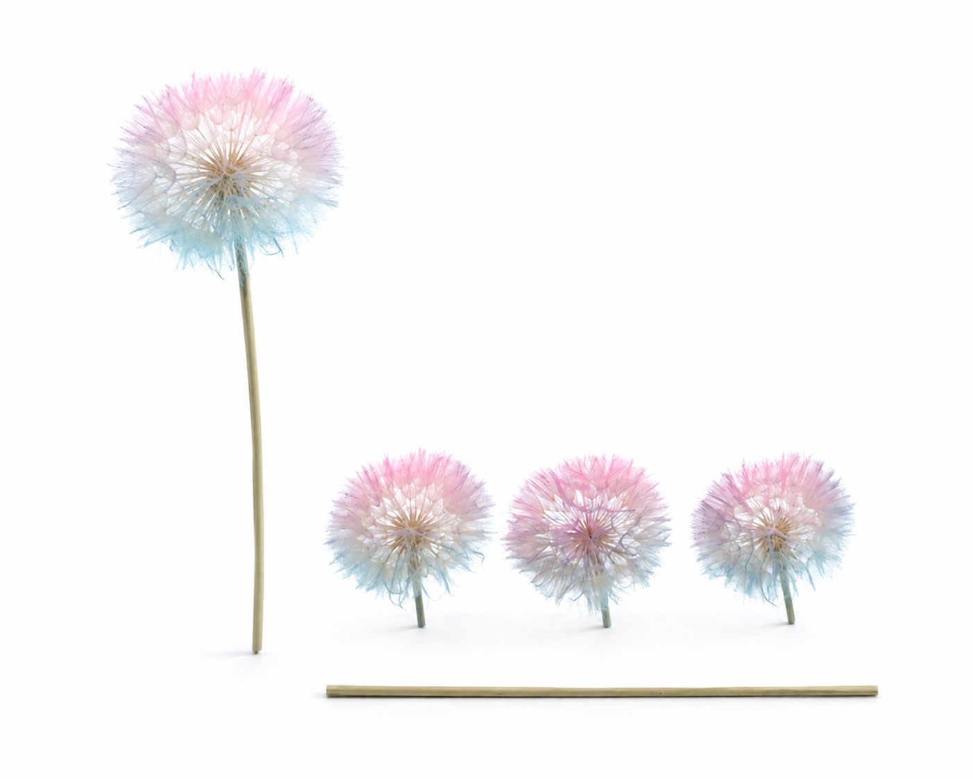 Dried Bleached Dandelion Fantasy Box