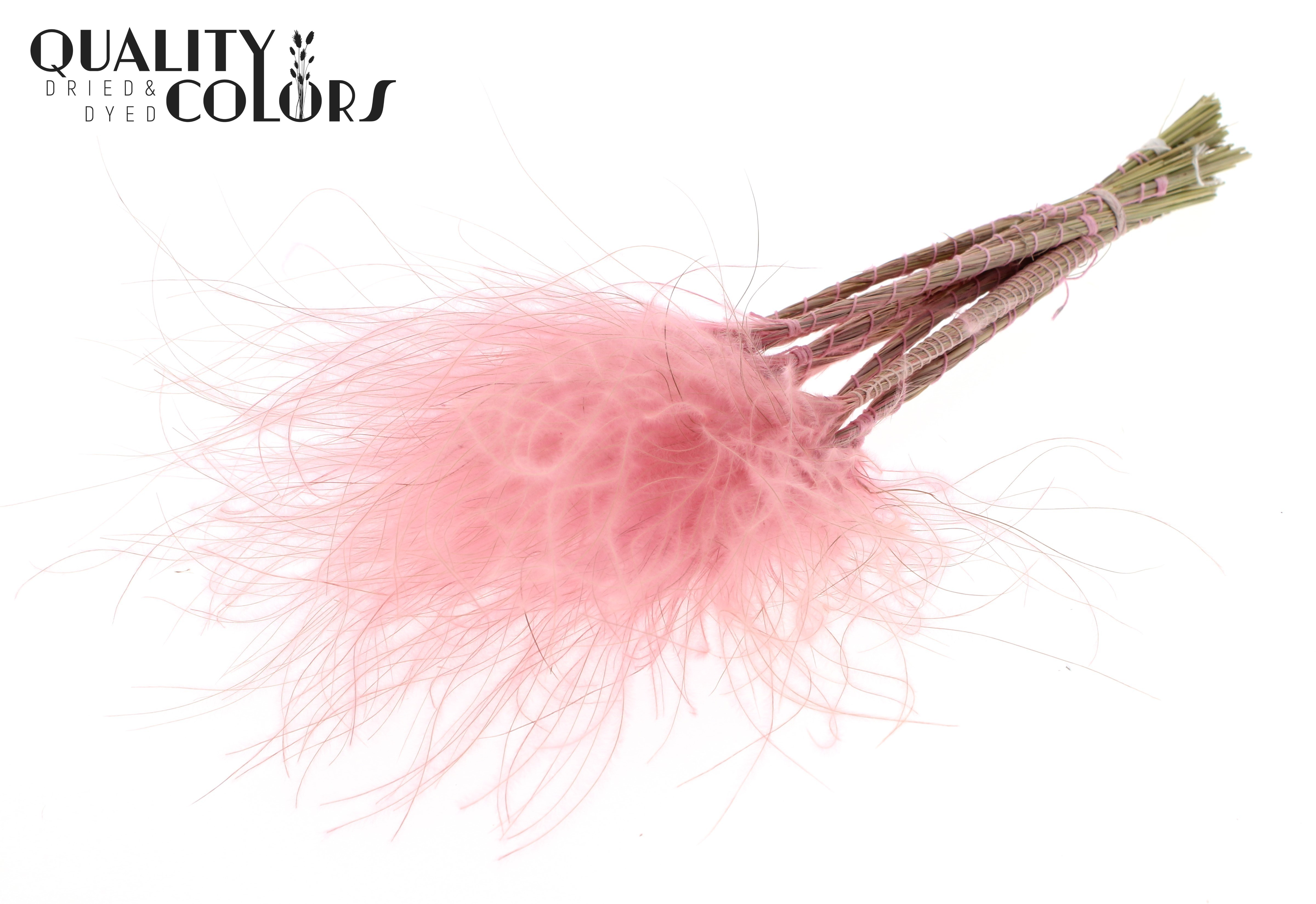 Stypha Pastel Pink Per Bunch 60cm