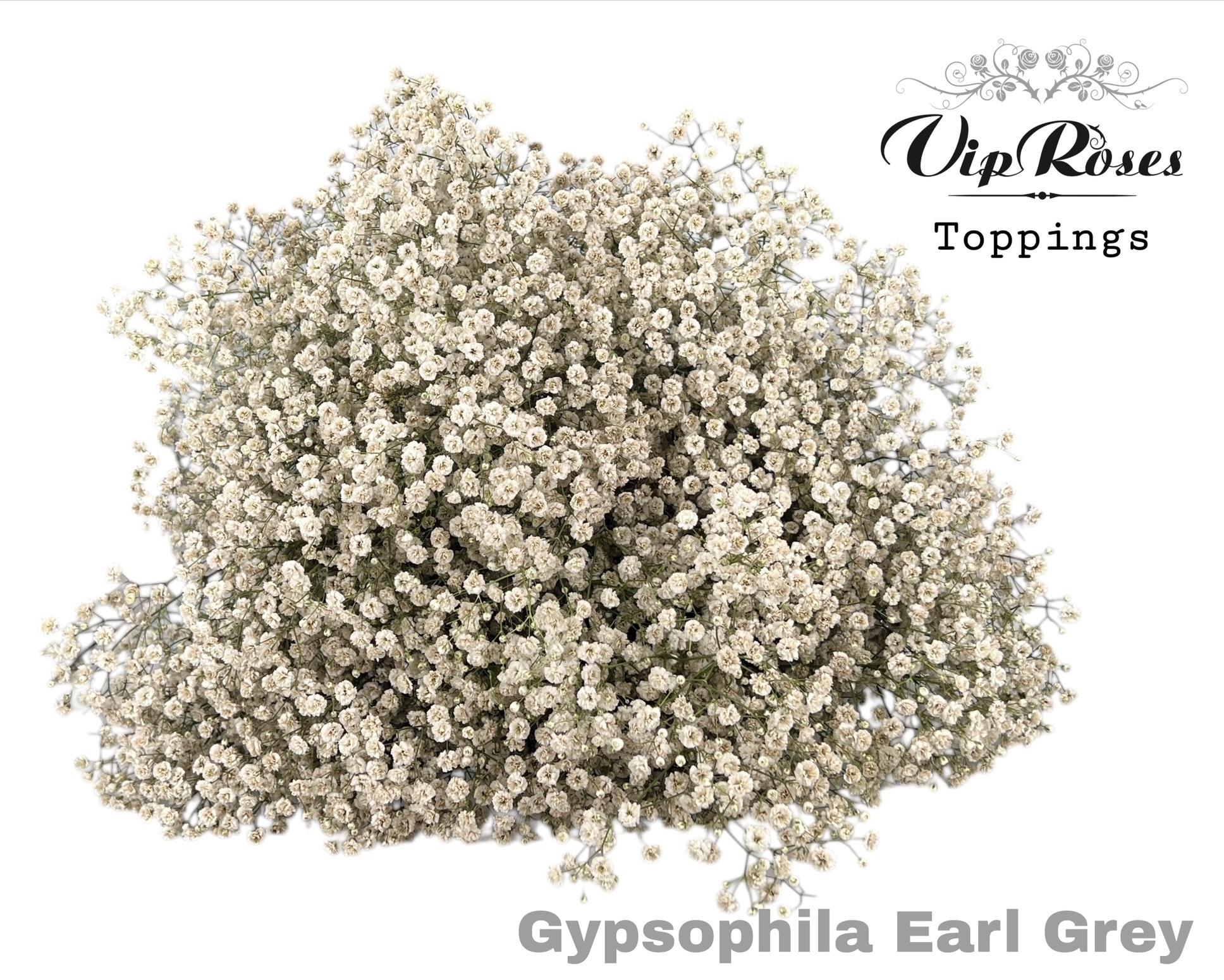 Gyps Pa Earl Grey 80 cm