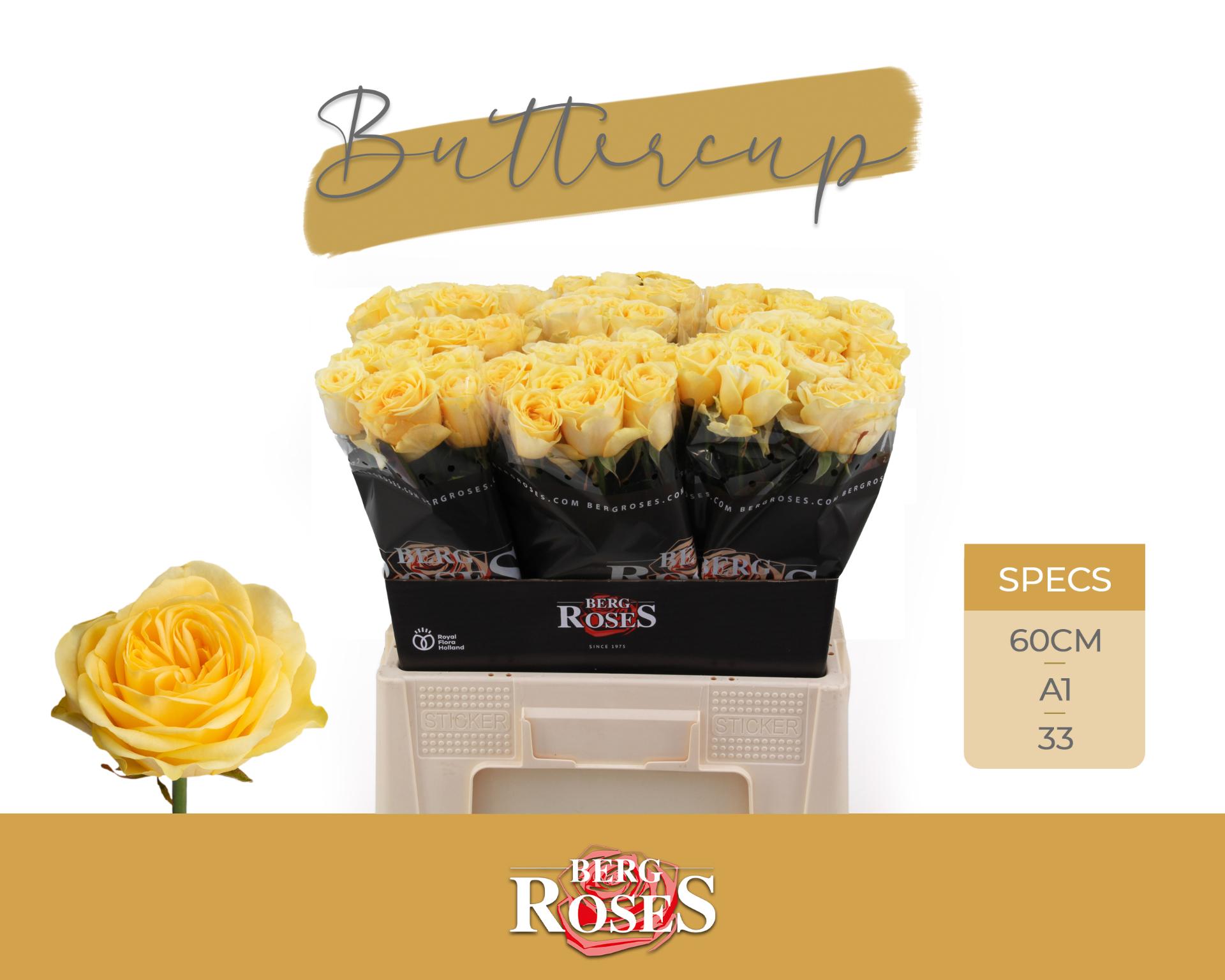 Rosa Buttercup 60cm