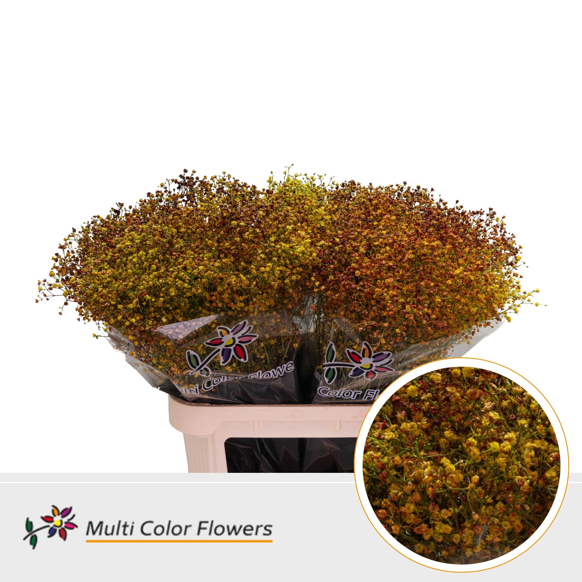 Gypsophila Painted Autumn Mix 80cm