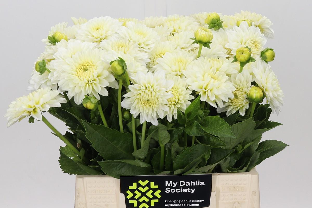 Dahlia White Cap