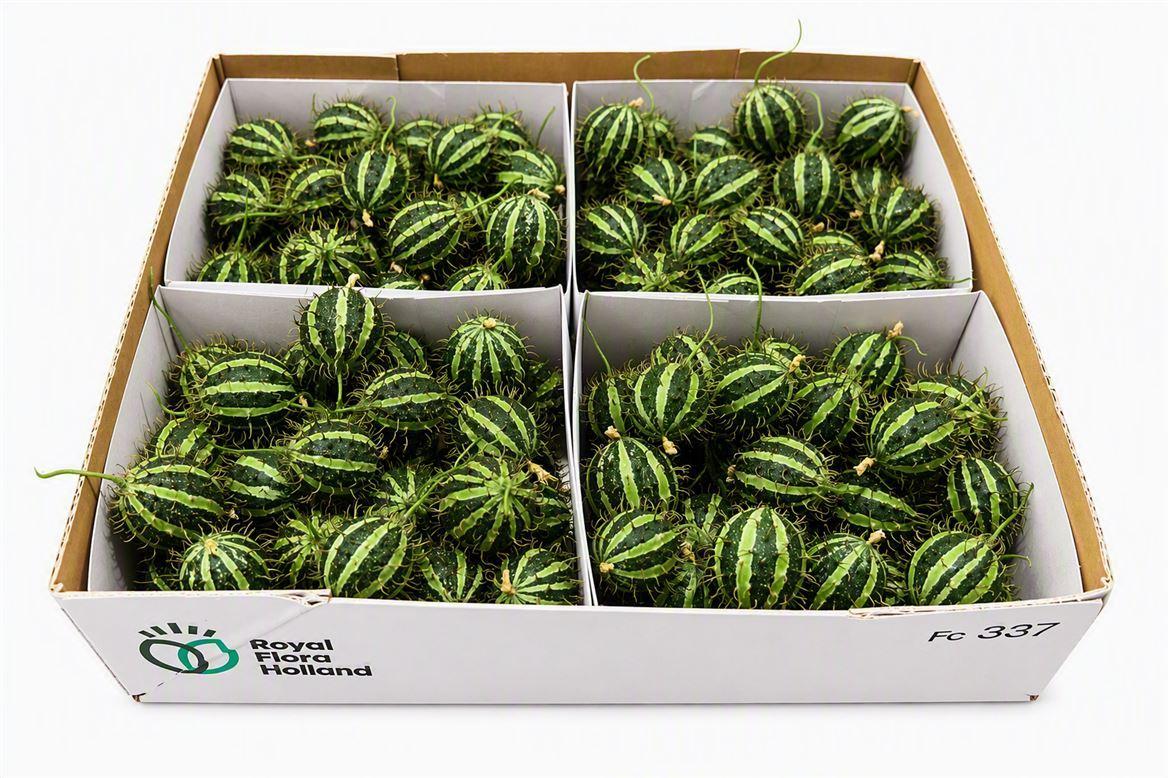 Sier Cucumis Mirio X4 Holl