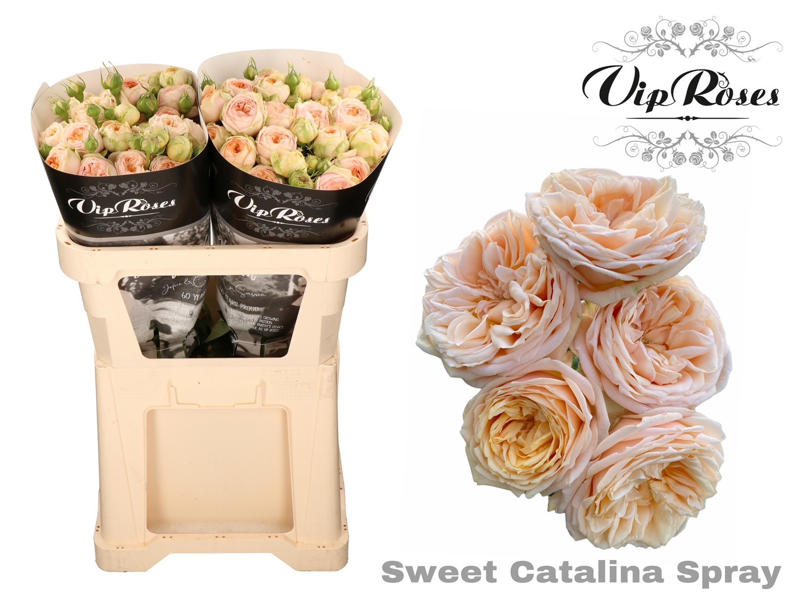 R Tr Sweet Catalina+ 70 cm