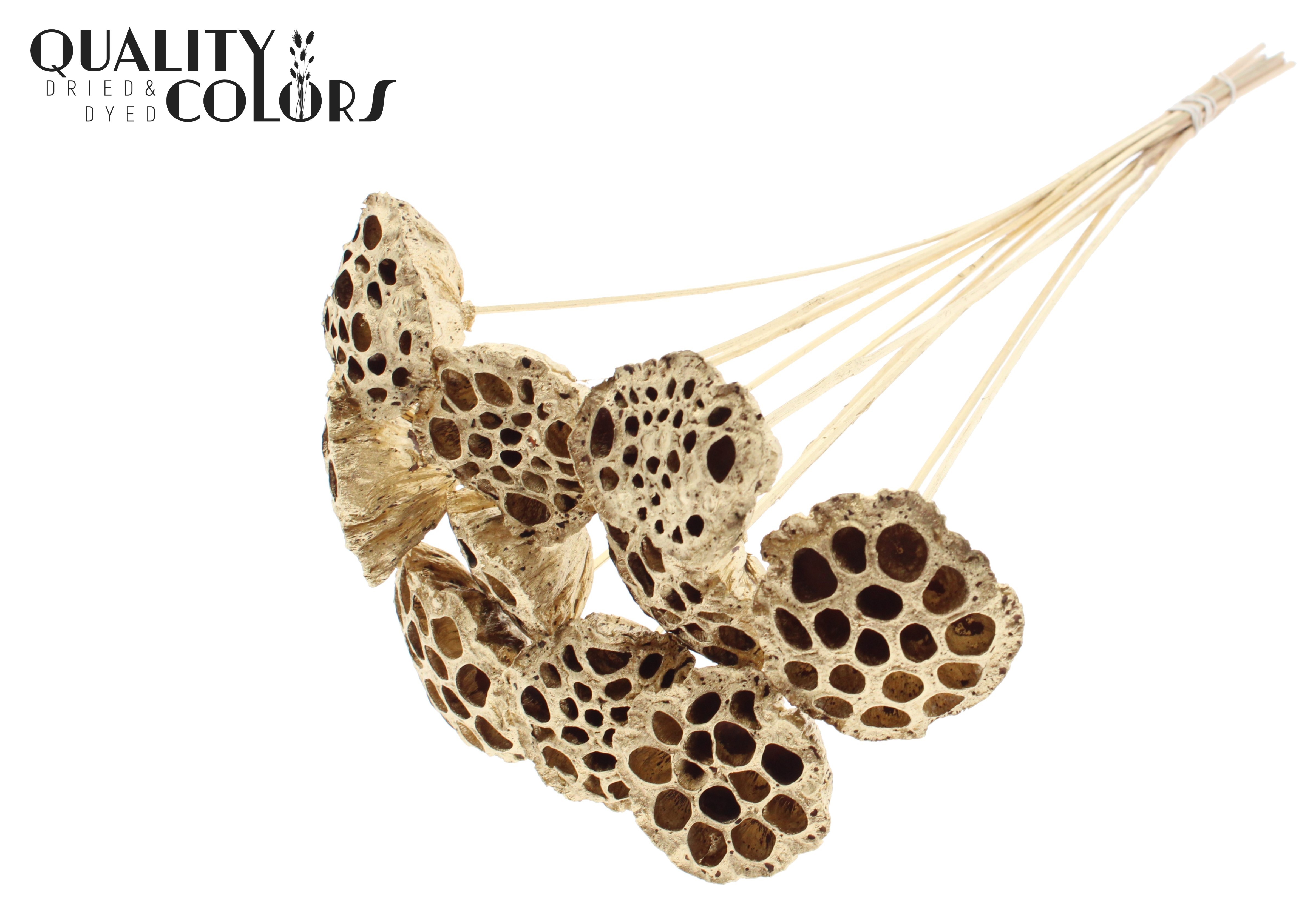 Lotus Antique Gold 50cm