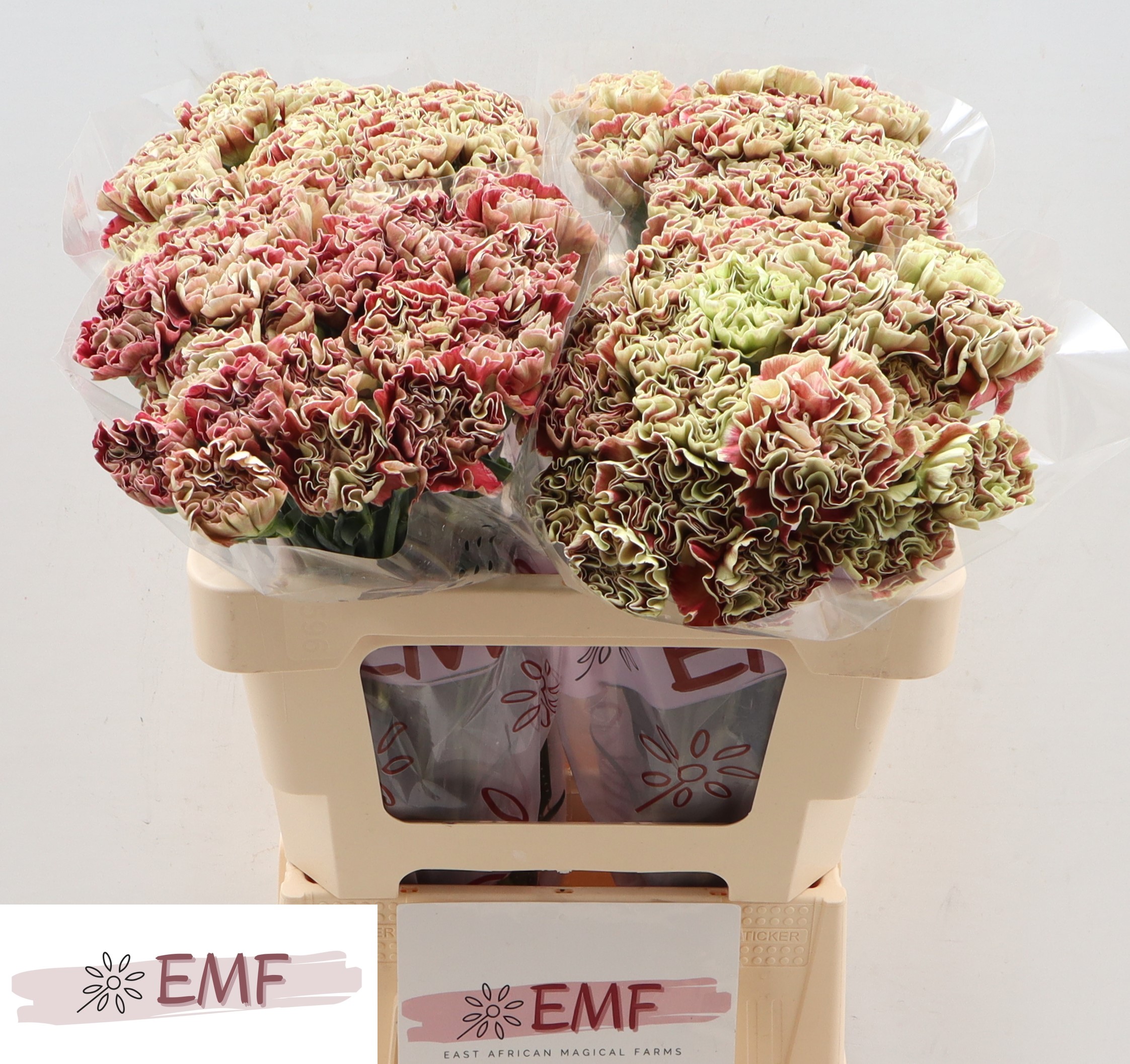 Dianthus Single Wine Cover 55cm