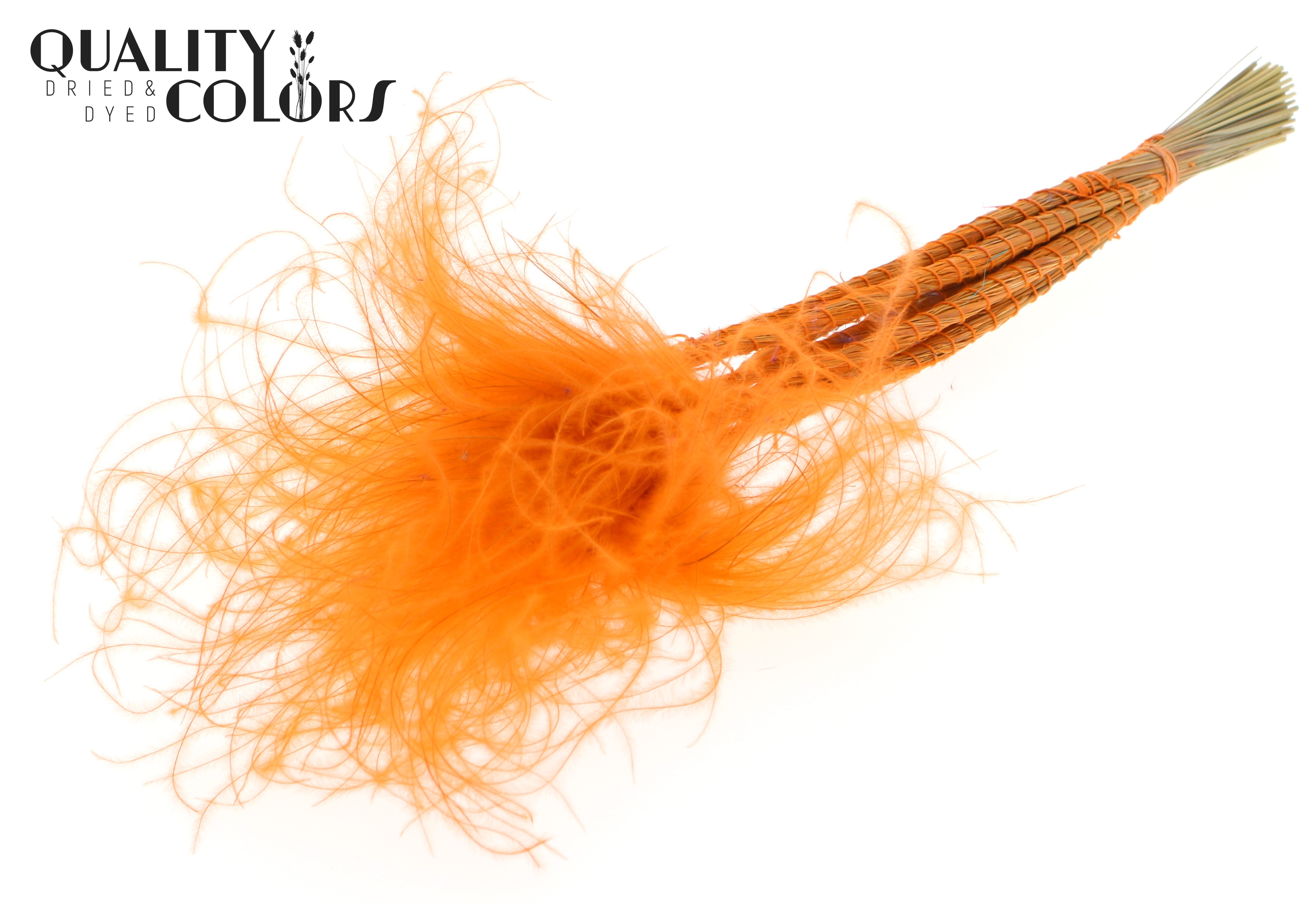 Stypha Pastel Orange Per Bunch 60cm