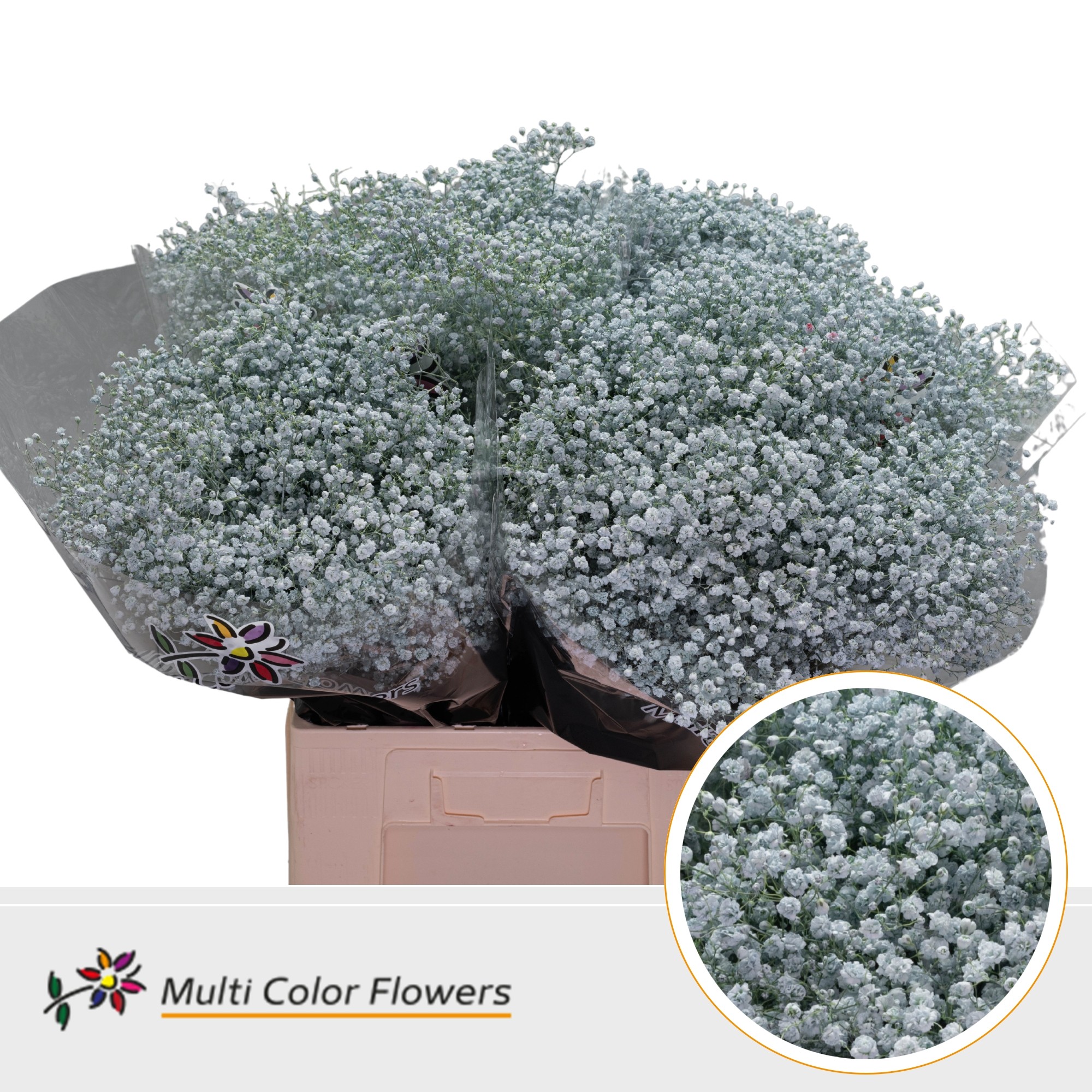 Gypsophila Painted Xlence Light Blue 70cm