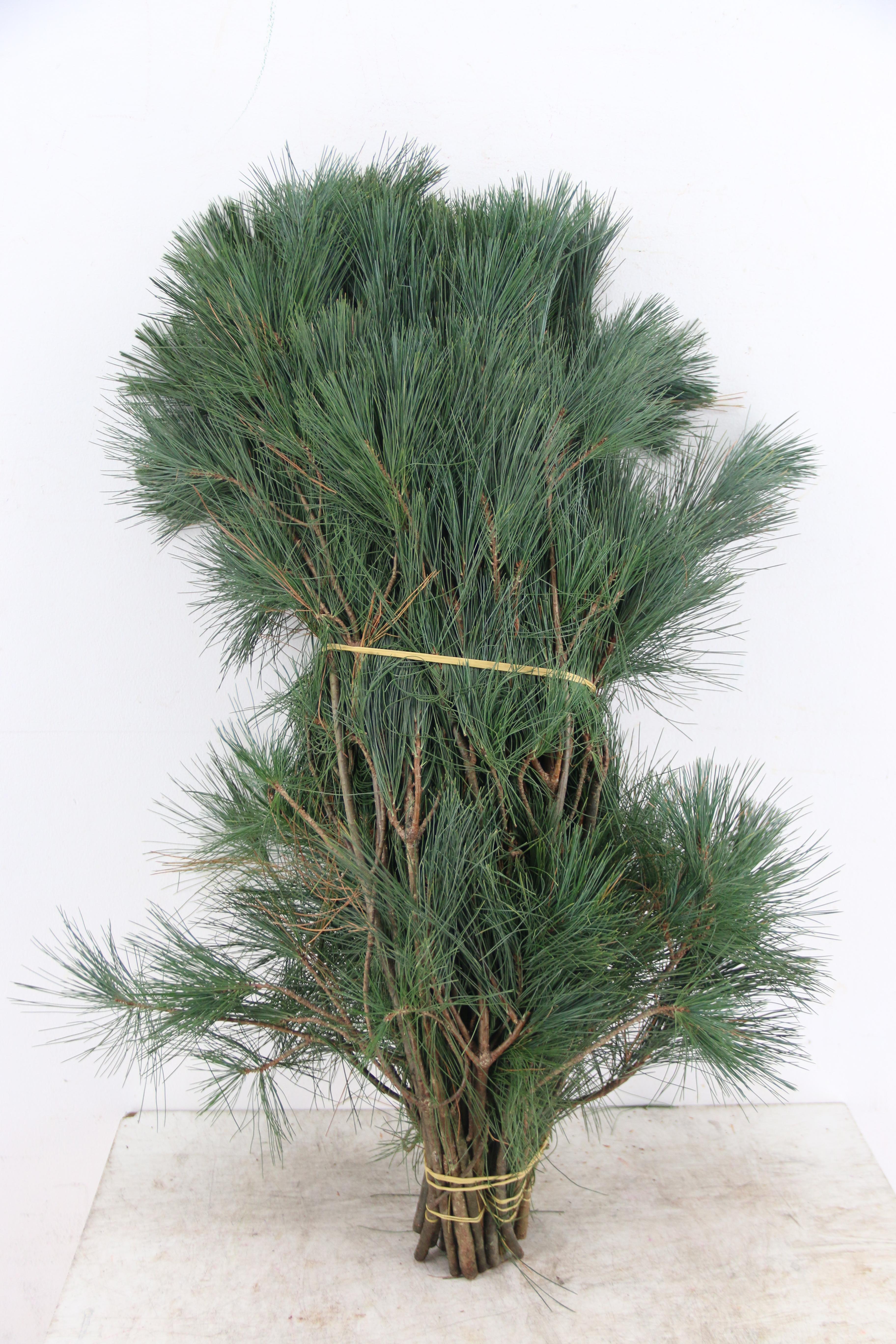 Pinus Strobus 70cm