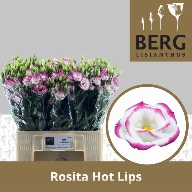 Eus G Rosi Hot Lips