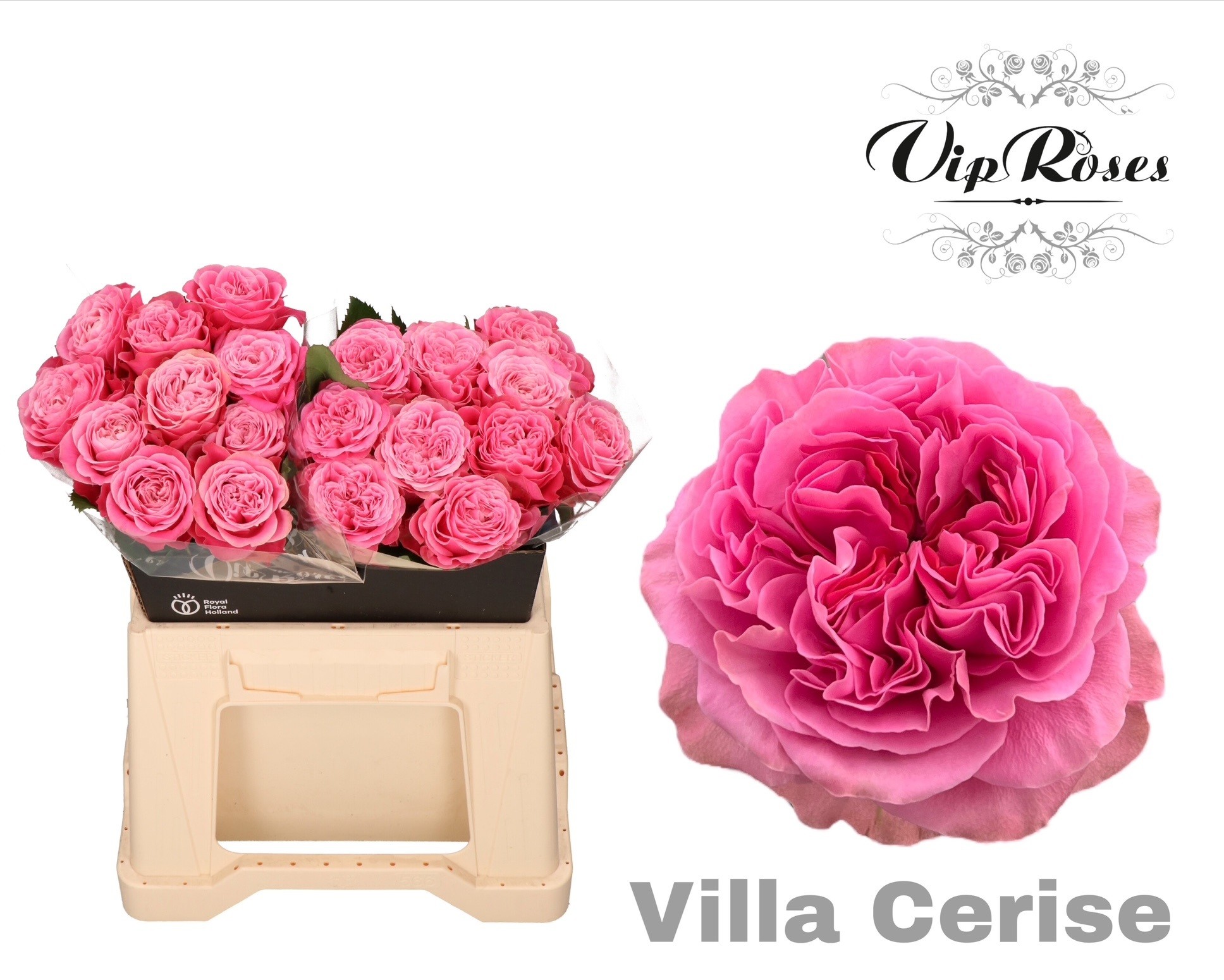 R Gr Villa Cerise
