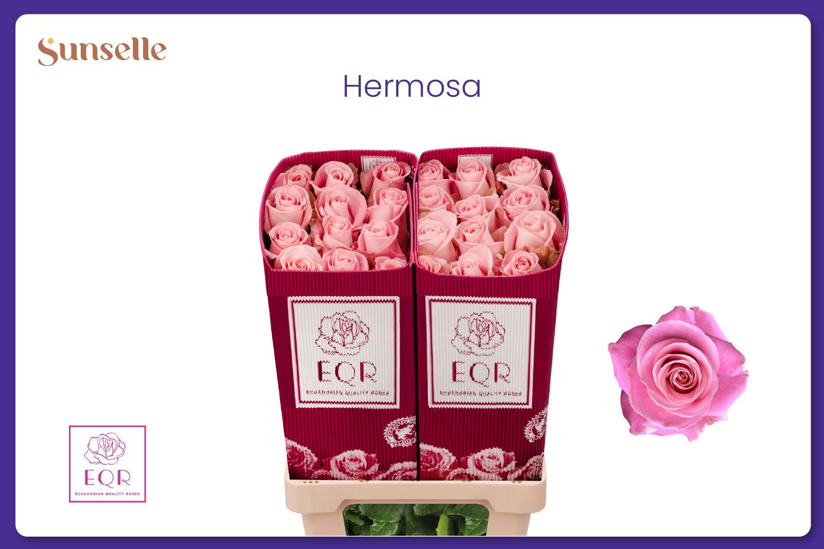 Rosa Hermosa 50cm