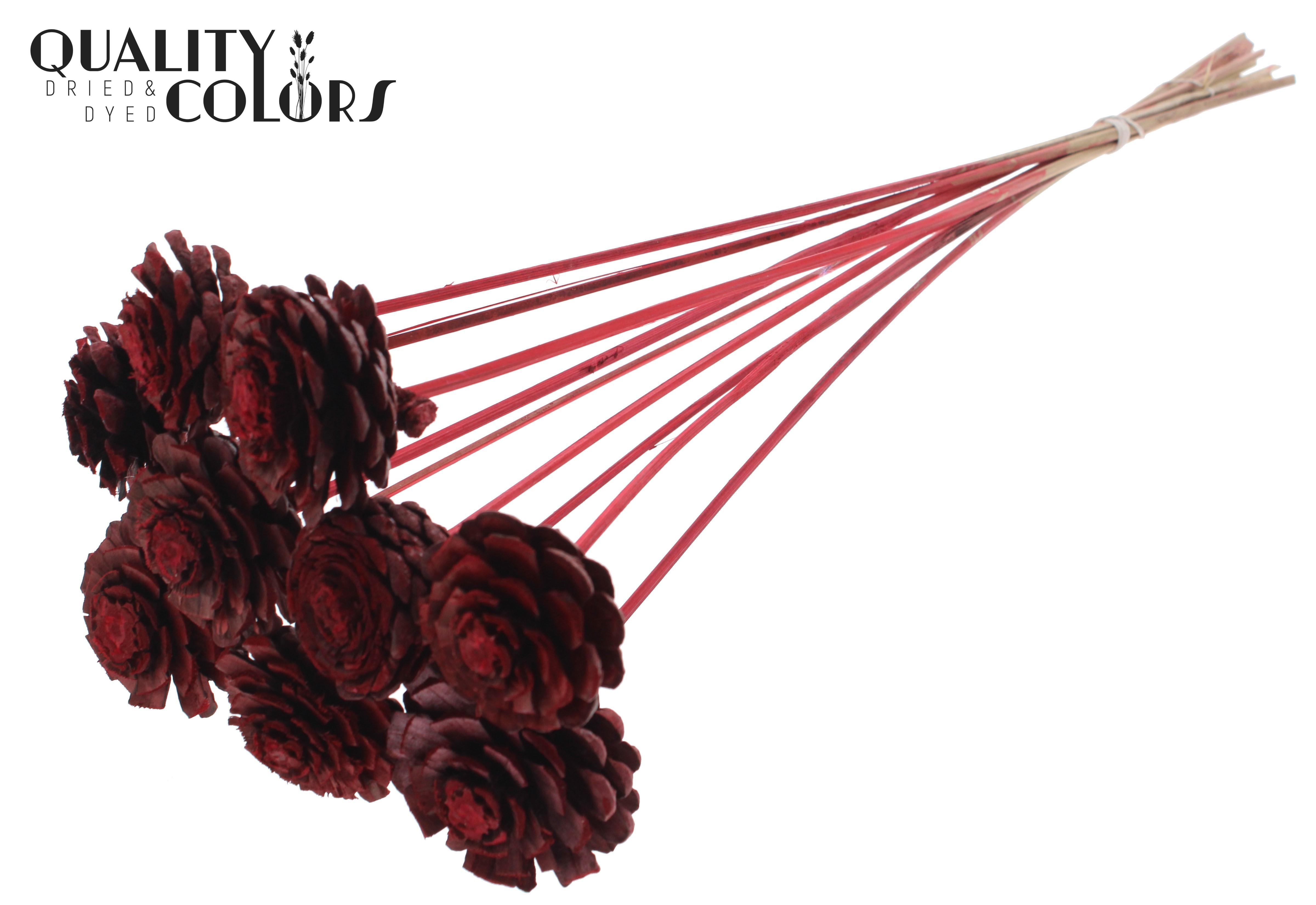 Pine Cone Red 50cm