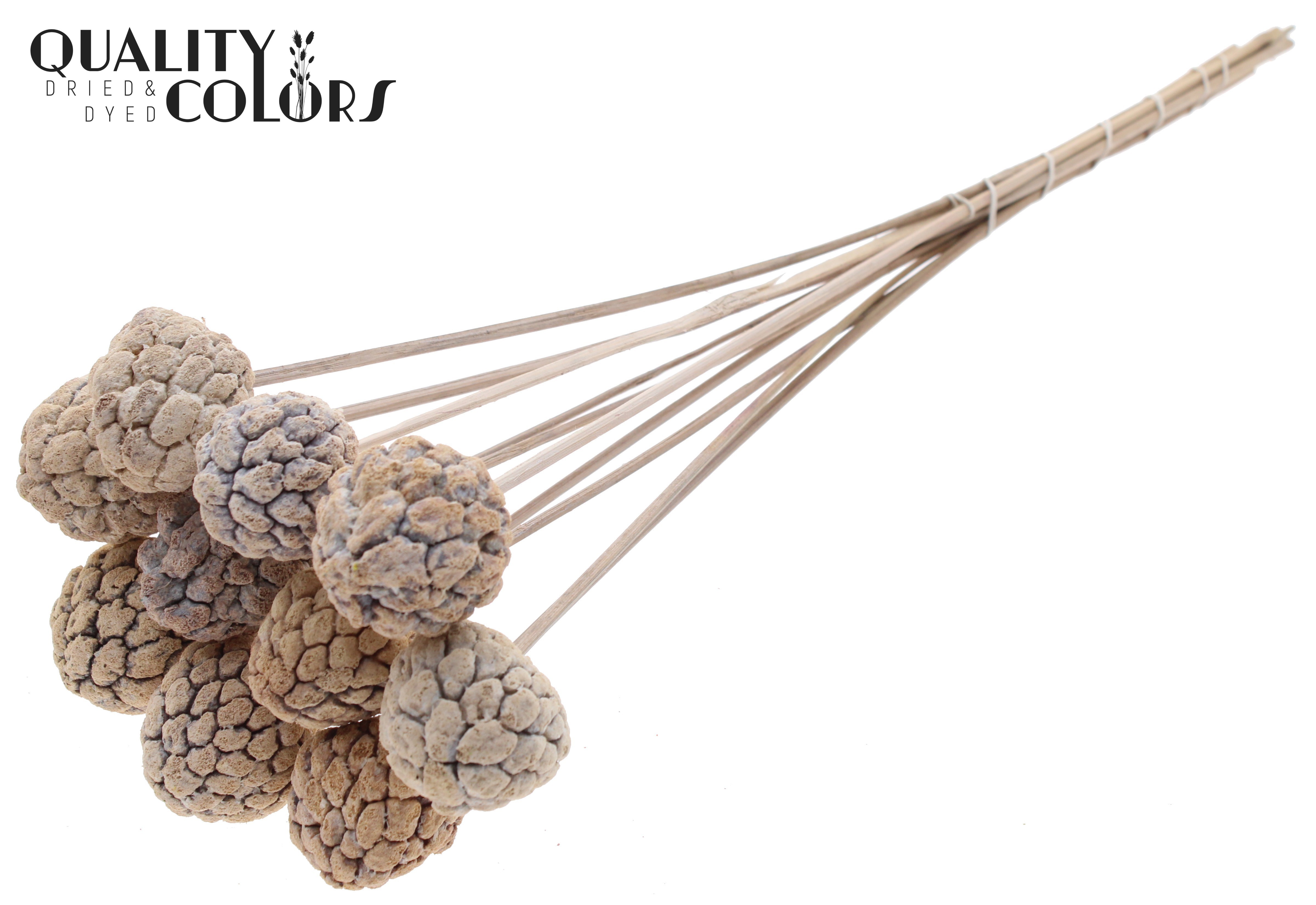 Atta Fruit Intense Frosted White 50cm
